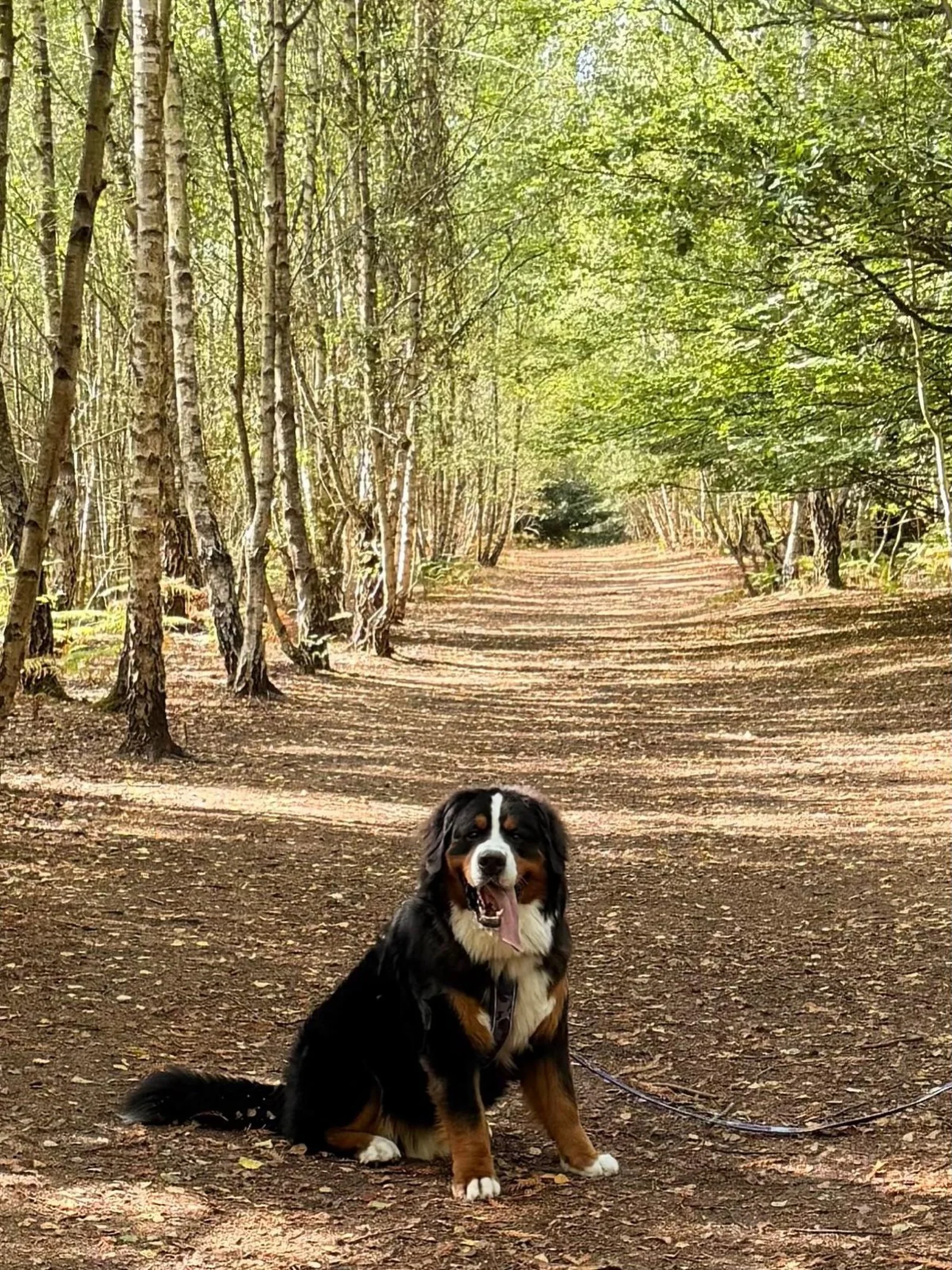 Well who&rsquo;s that handsome bear in the woods?!🌳🐾

12 month old Branston (aka Mr Brown🤎) from our Cornish litter - Forbes x Velvet

#bernese #bernesemountaindog #berner #bernesepuppy #bigdog