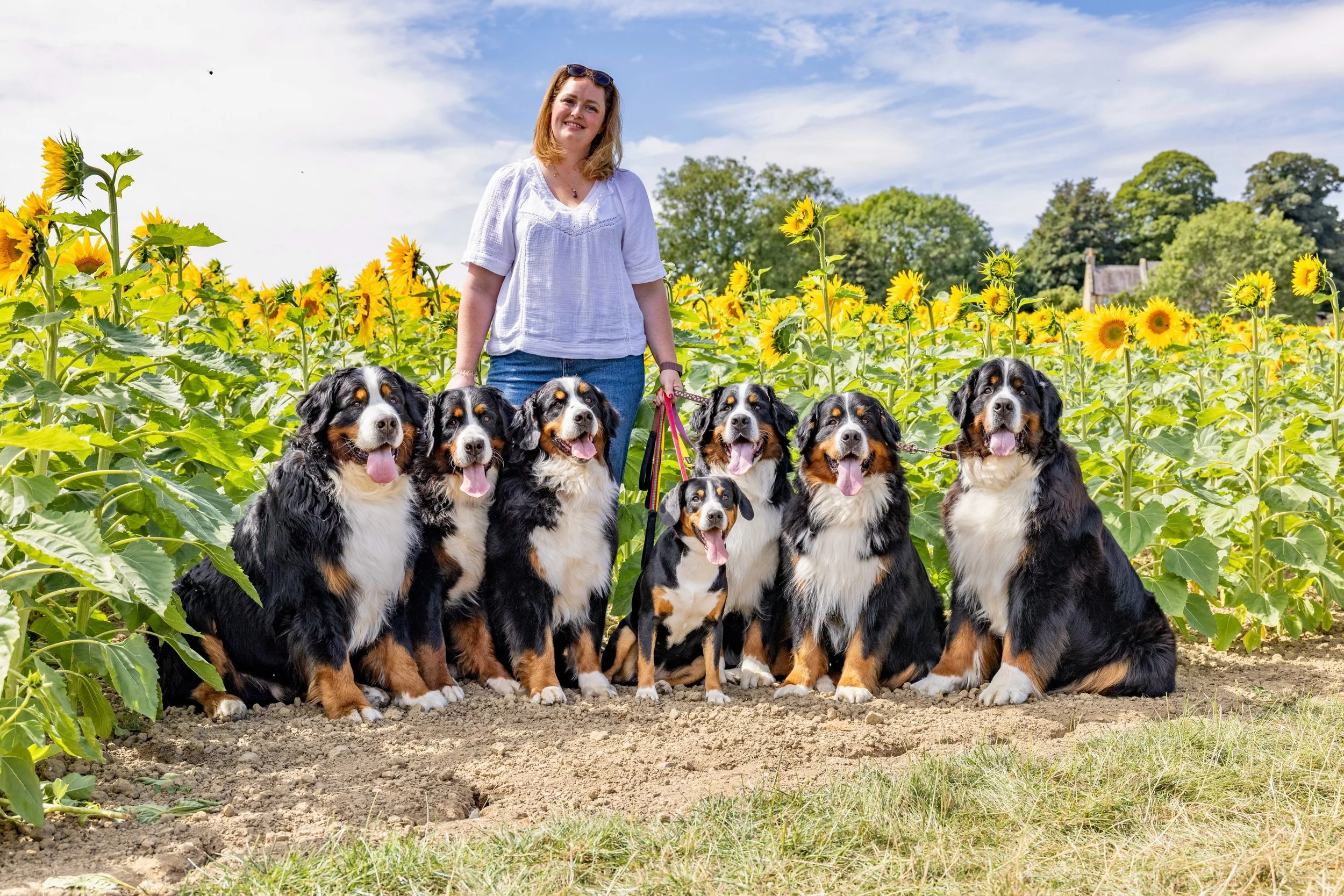 Sometimes you just need a bunch of happy dogs and a sunflower field ❤️🐾🌻

Luiggi 🩶 Dolly ❤️ Ginny 💚 Ada ❤️ Ingrid 💛 Nora 💜 Fame 🤎