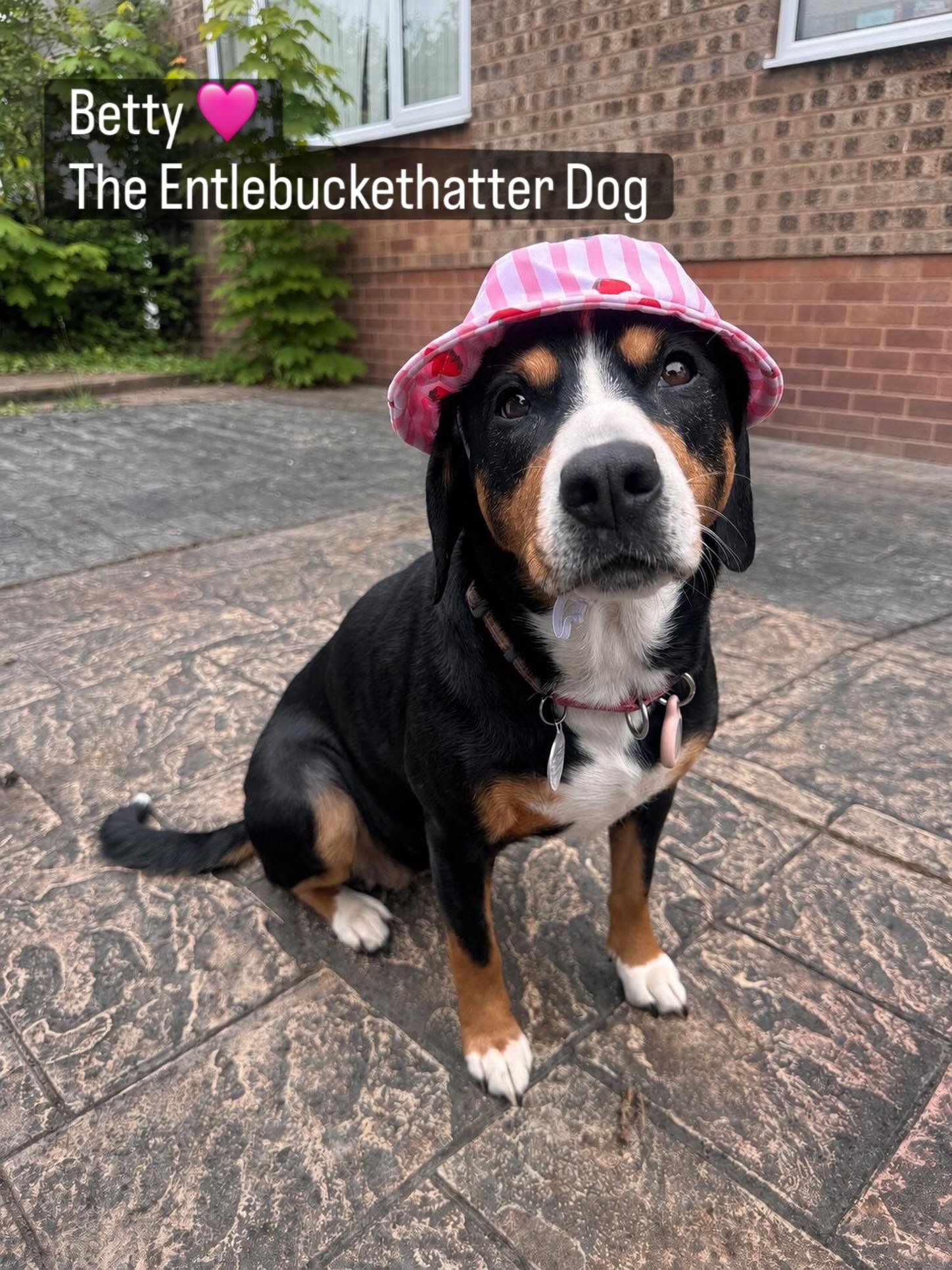 Looks like Betty is definitely enjoying her holiday with Auntie Bex.
Our pink princess 👑👒🩷

#entlebucher #entlebuchersennenhund #entlebuchermountaindog #lifewithdogs #dogs