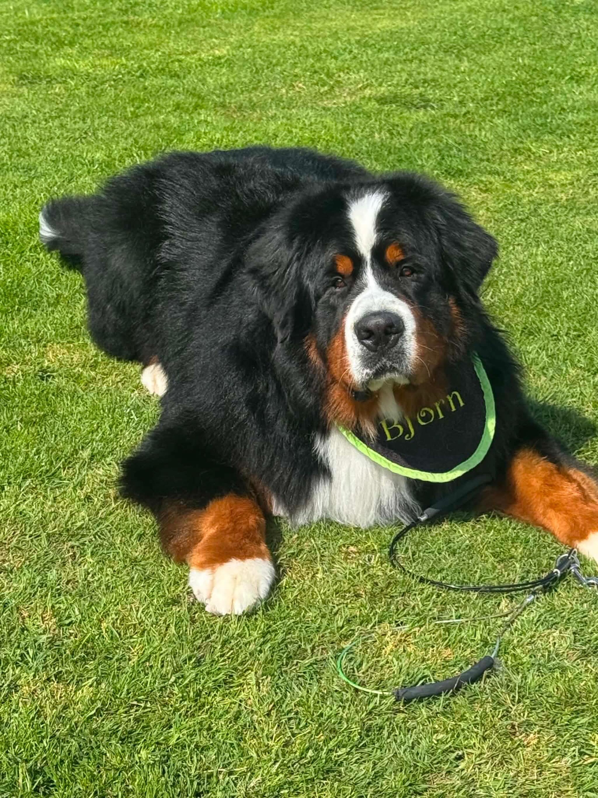 He&rsquo;s handsome and he knows it😍 Bjorn after his bath today 💚

#bernese #berner #bernesemountaindog #bigdog #handsome