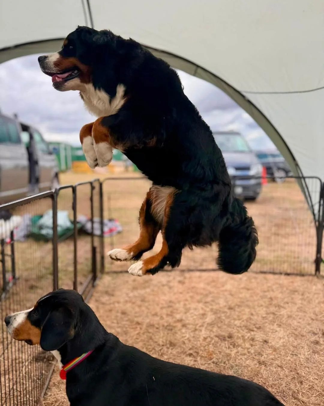 There&rsquo;s good reason she&rsquo;s known as Springy-Ingy ❤️

Our friend took this fabulous photo of her at the bernese club garden party. 

Our joyful ray of sunshine just bounces through life 💛Ingrid💛

#bernese  #bernesemountaindog #berner #dog
