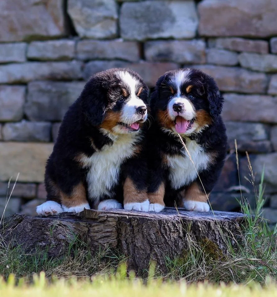 Due to the sheer volume of enquiries we now receive, we&rsquo;ve reached the point where we&rsquo;re simply unable to continue managing a traditional waiting list.

Our dogs are our life, and every litter is something we invest an enormous amount of 