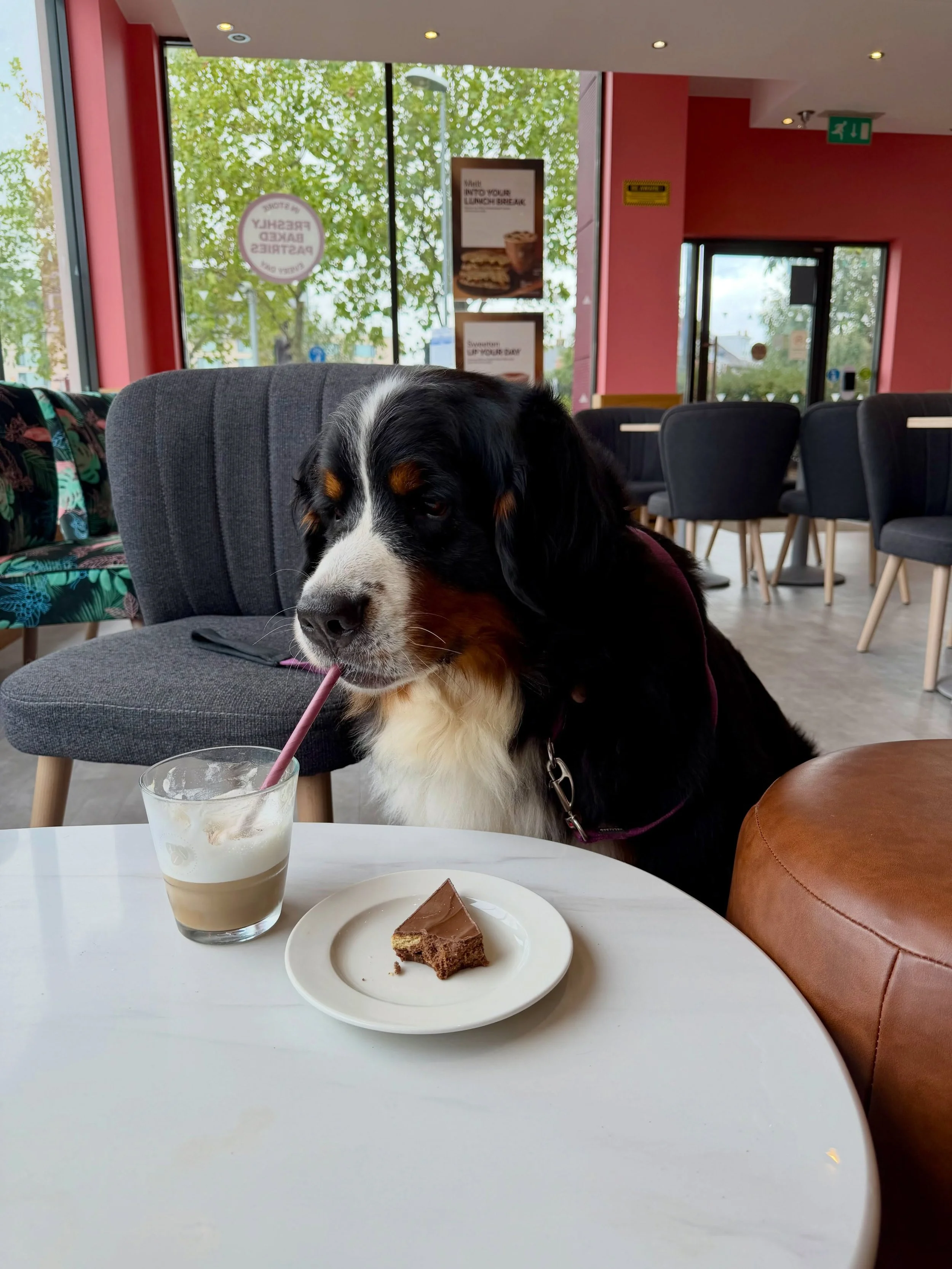 The face of a diva who has just been caught stealing my @costacoffee and has absolutely no regrets. 😂☕️
💜NORA💜

#bernesemountaindog #bernese #costa #berner #bigdogs