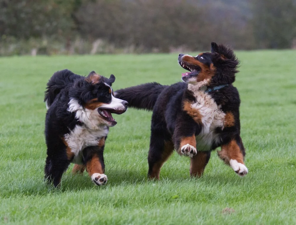 We are proud owners and breeders of Bernese and Entlebucher Mountain Dogs.