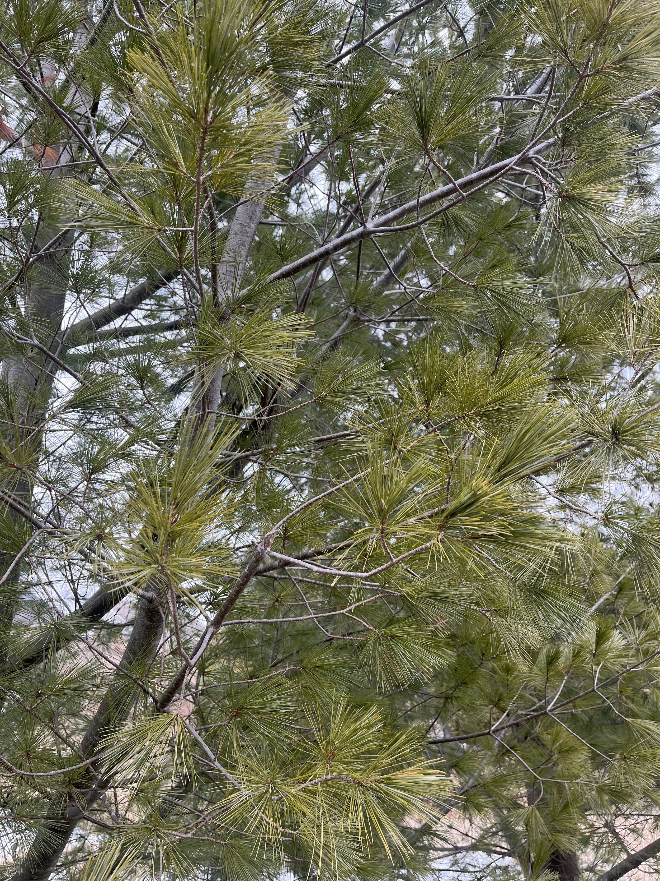 WHITE PINE