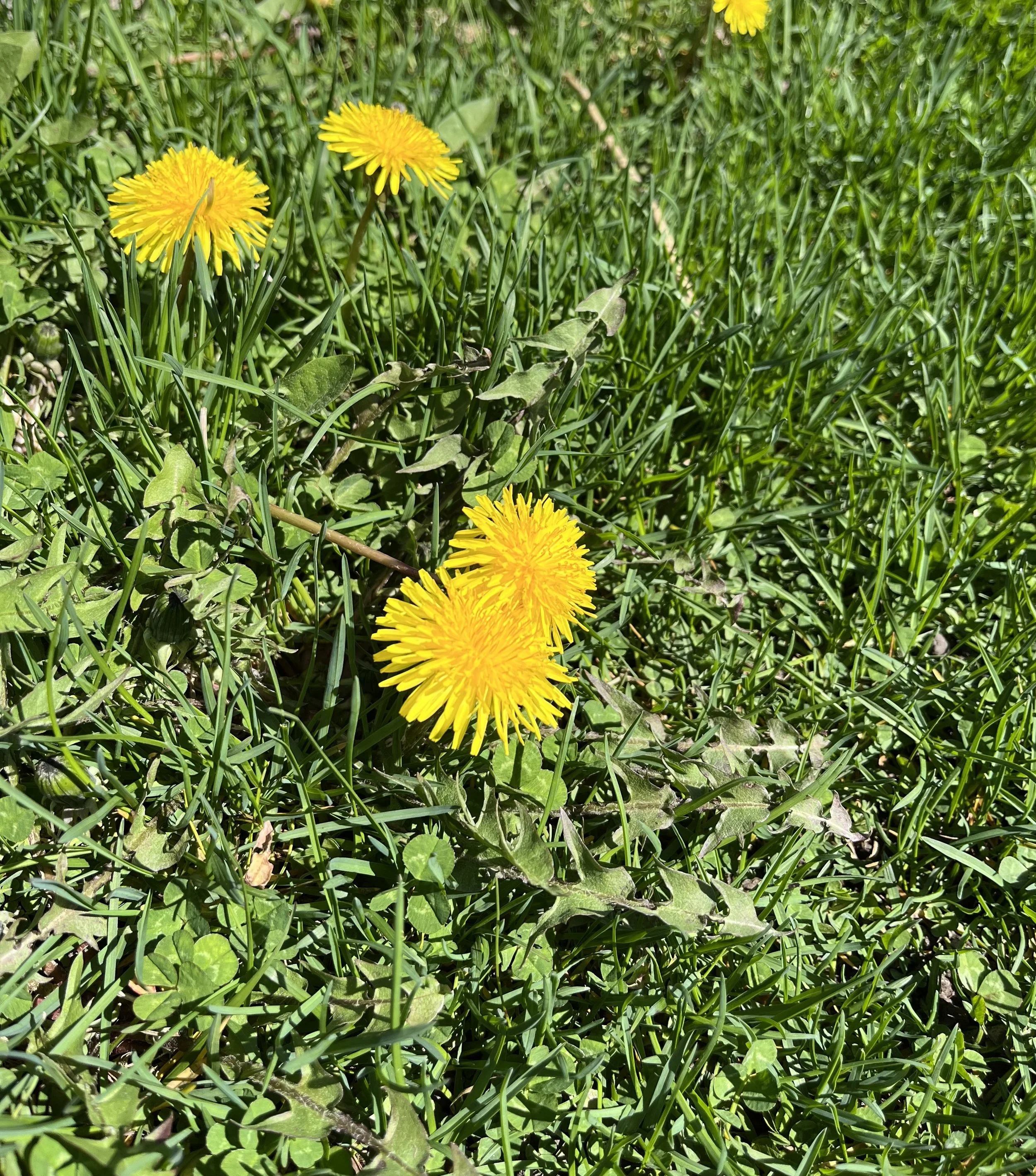 DANDELION