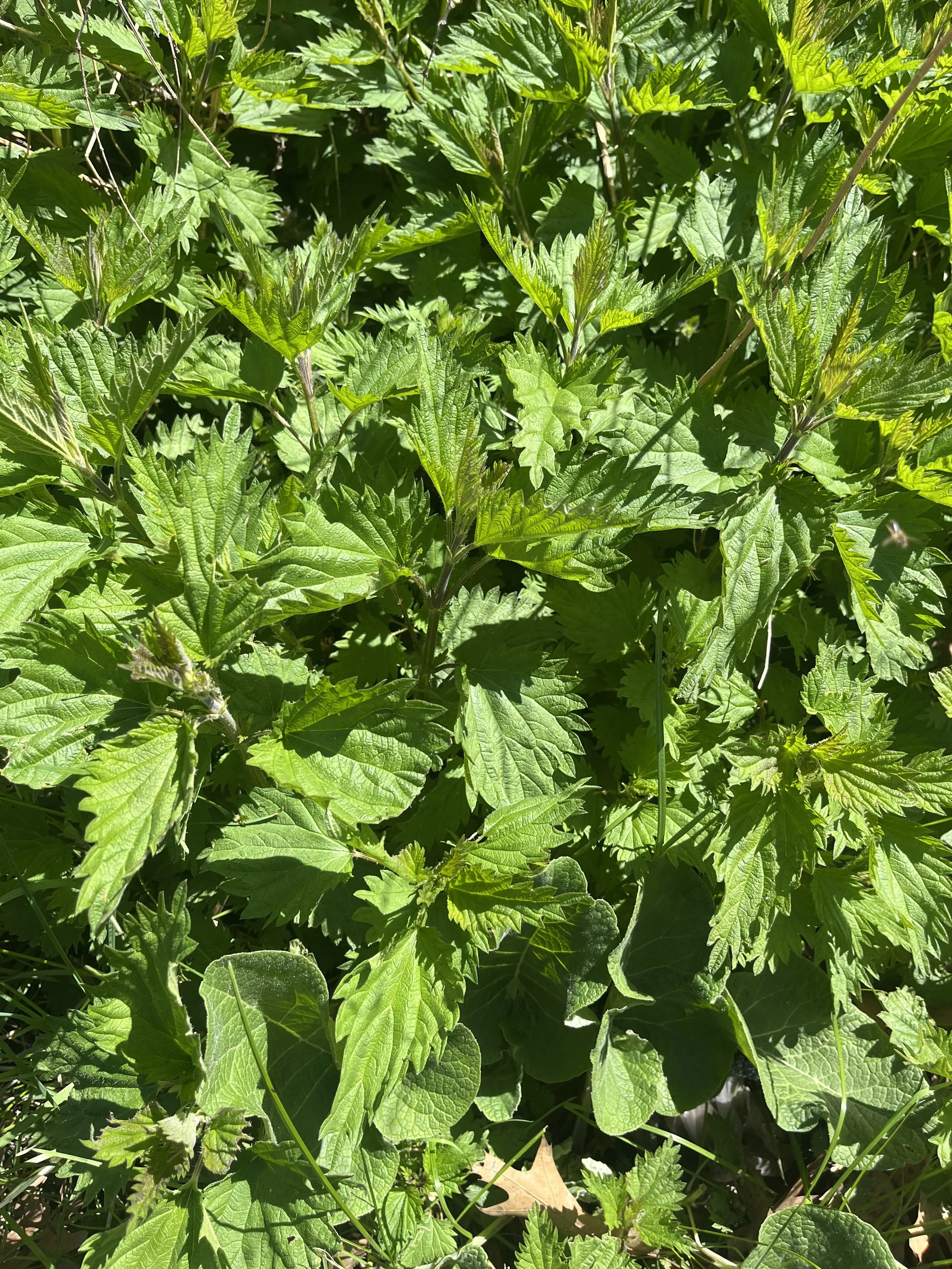 NETTLE