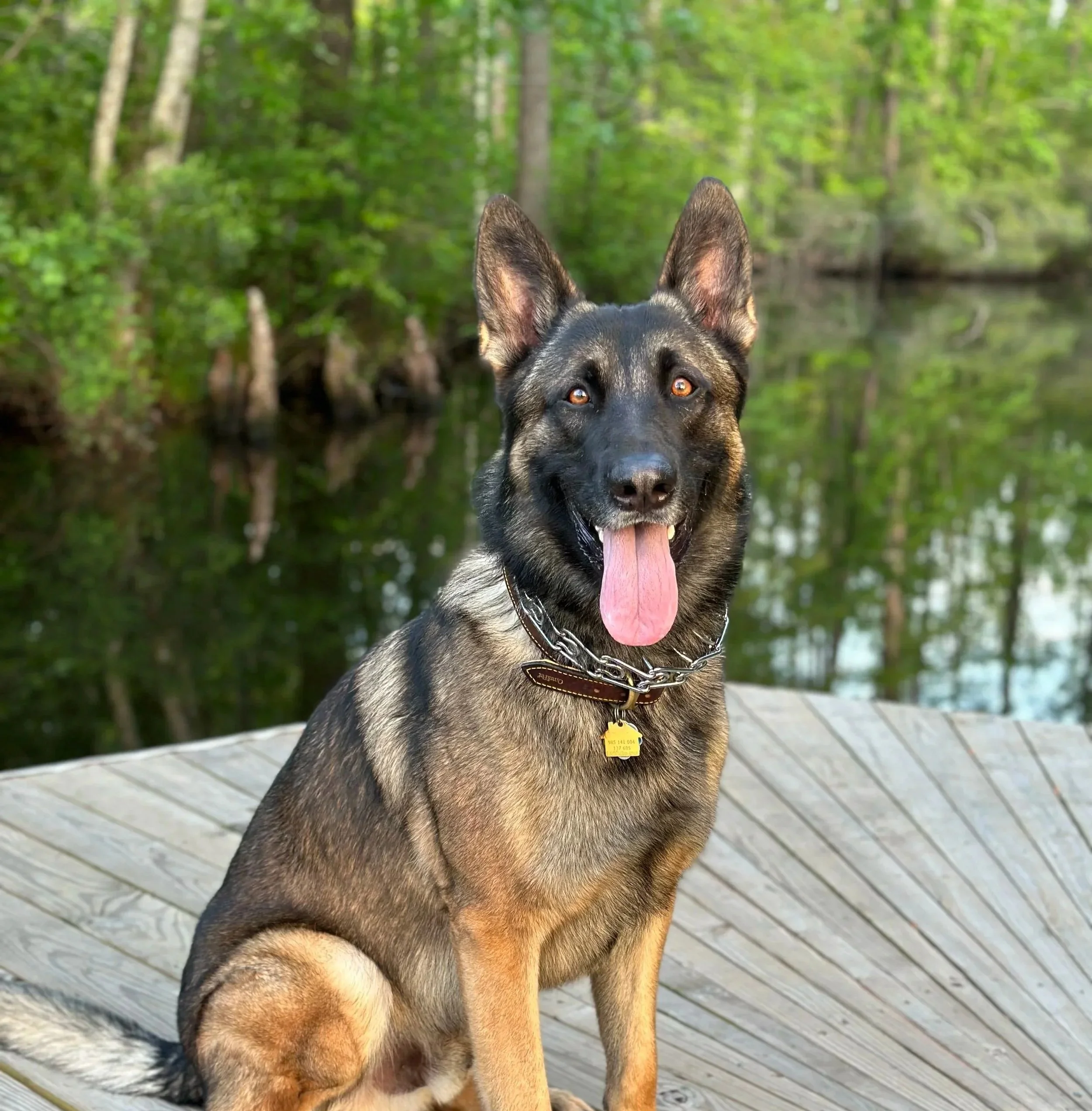 A happy German Shepherd dog sitting on a wooden dock near a body of water with green trees in the background.