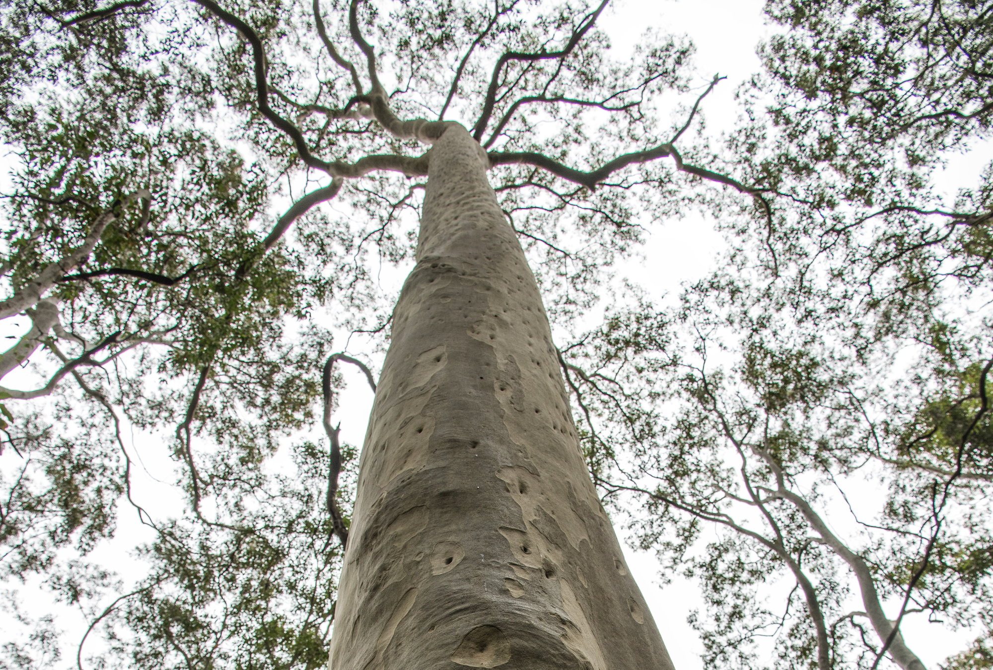 Spotted Gum in Wollongong
