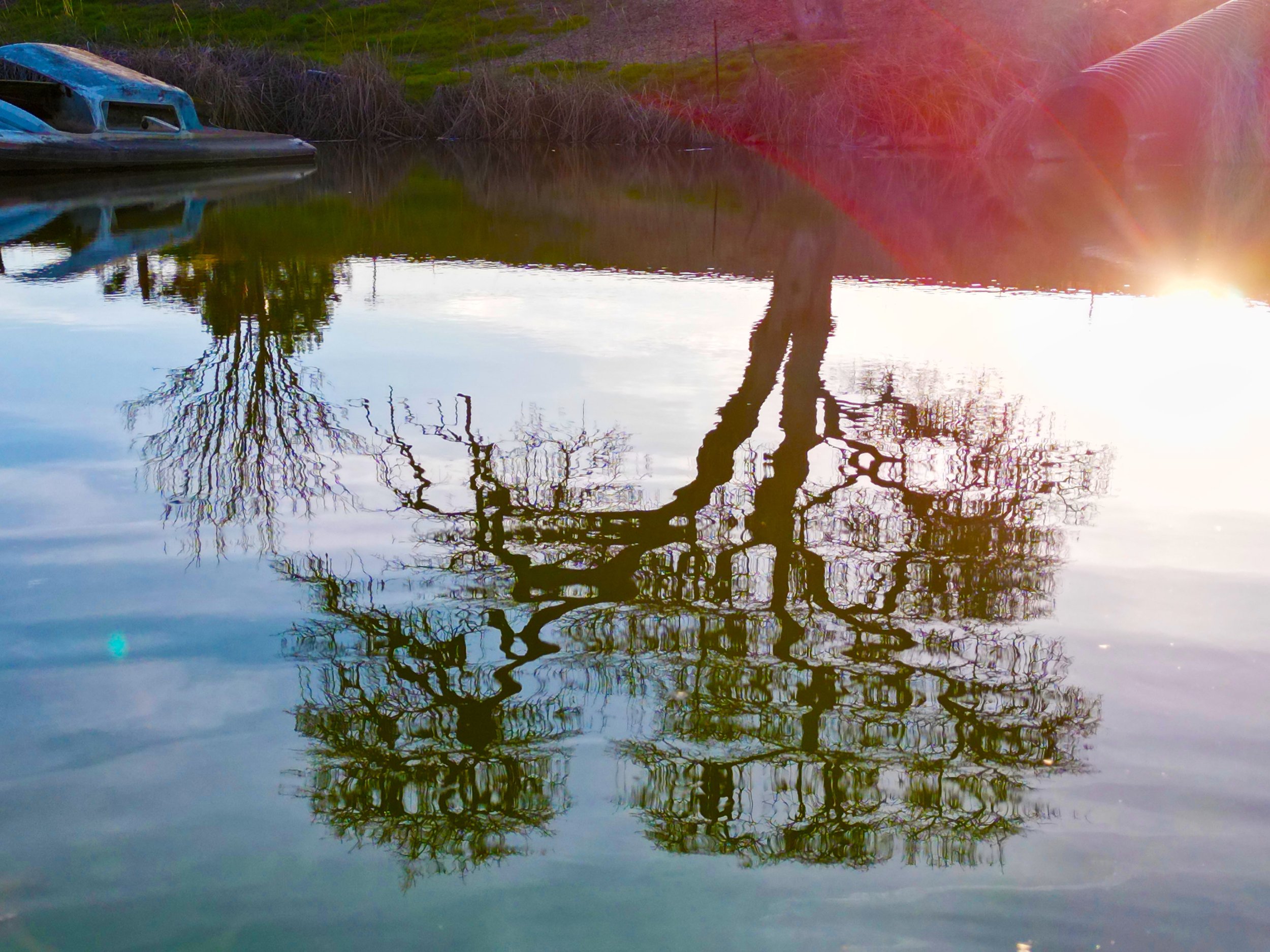 tree-reflection.jpg
