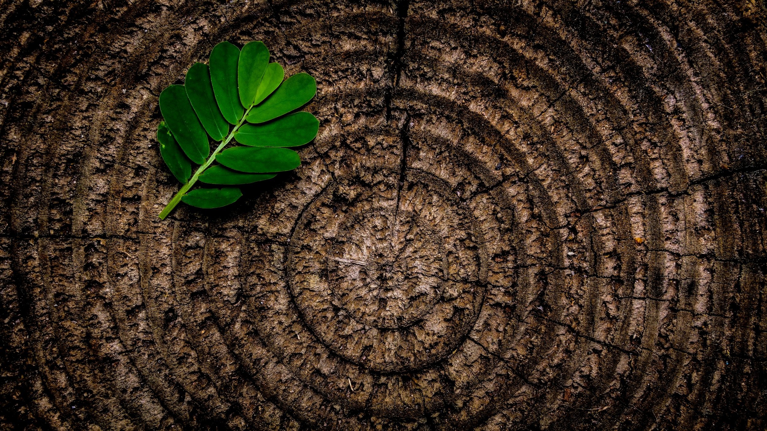 unsplash-image-GPxgi4J82E4.jpg