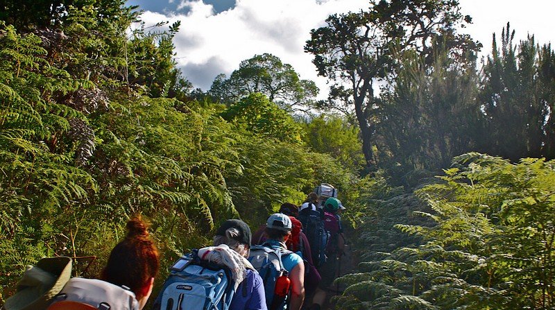 rongai-forest.jpeg