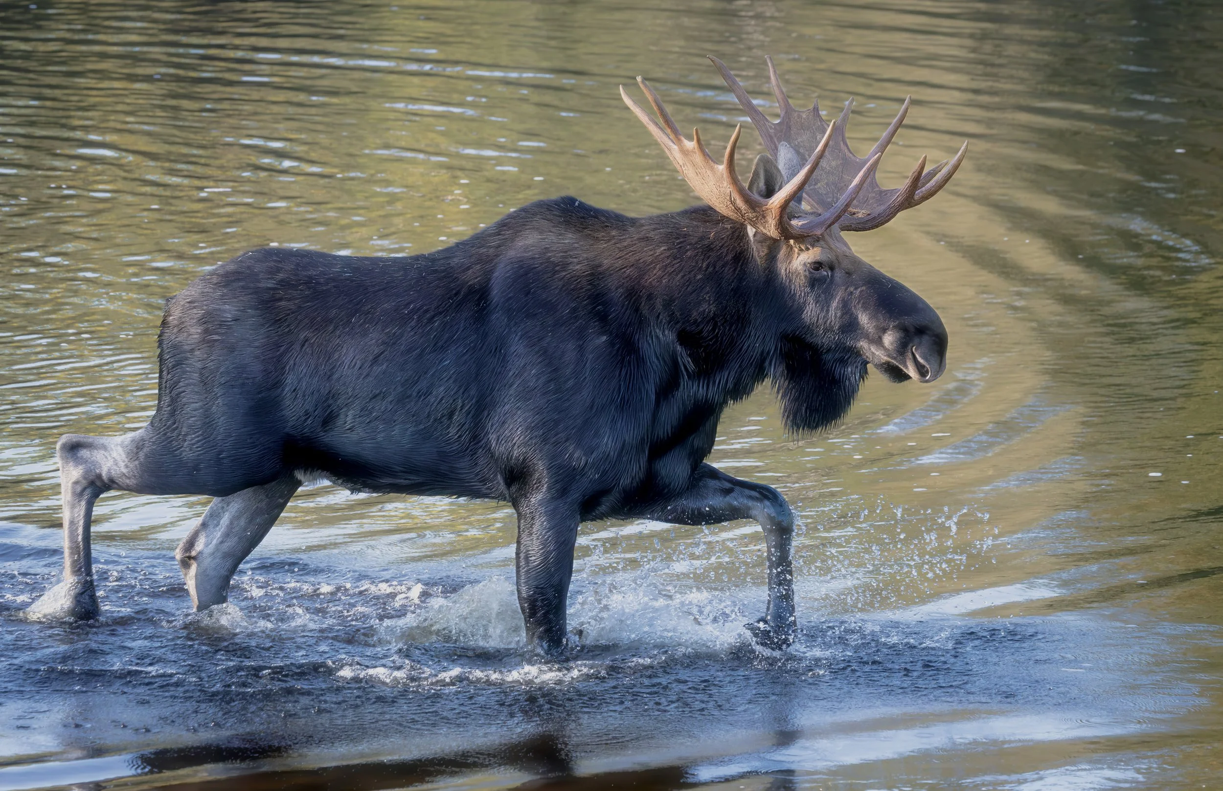 Moose Trot.jpg
