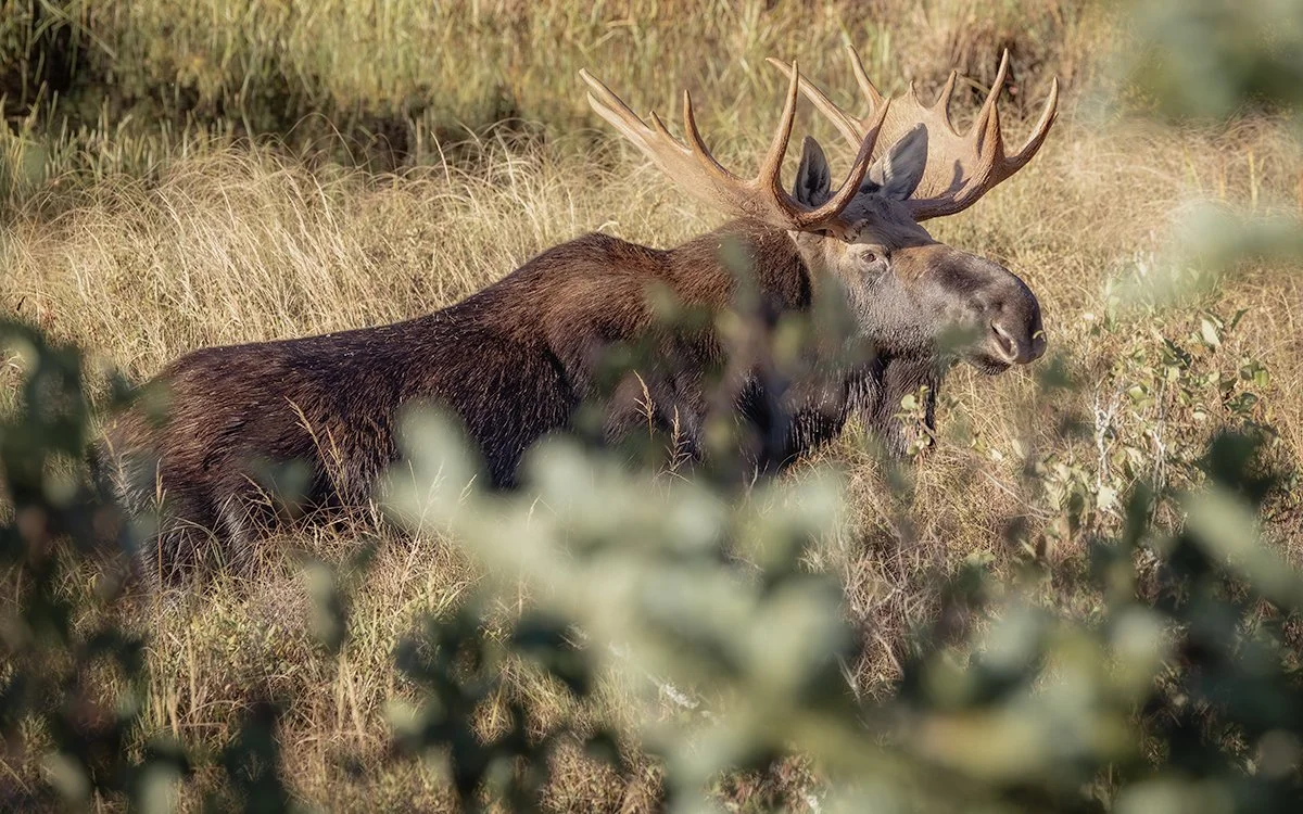 Looking for Love.jpg