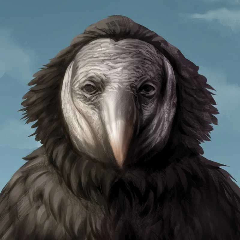 1-Black_Vulture_SQUARE.jpg
