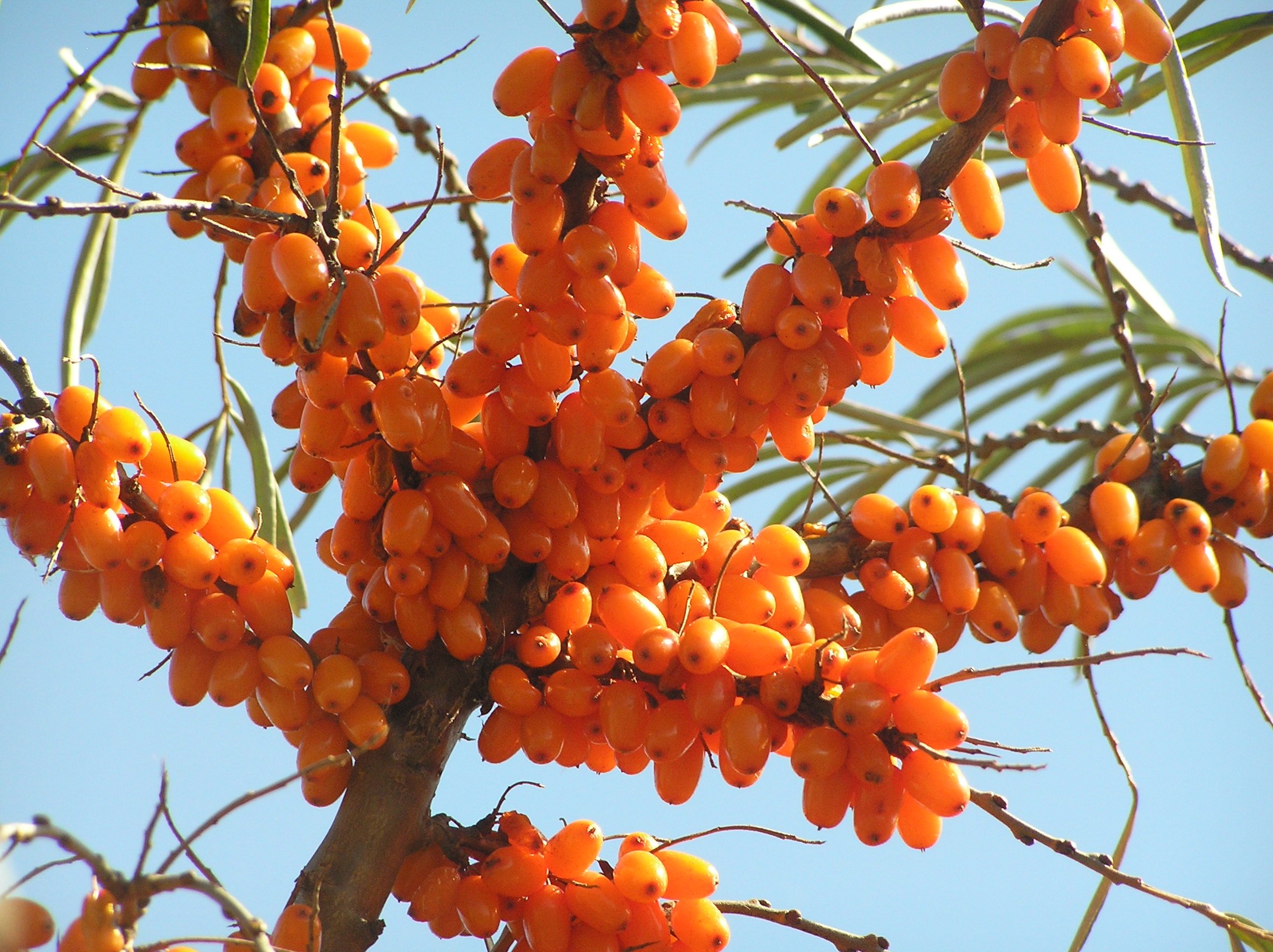 seabuckthorn.jpg