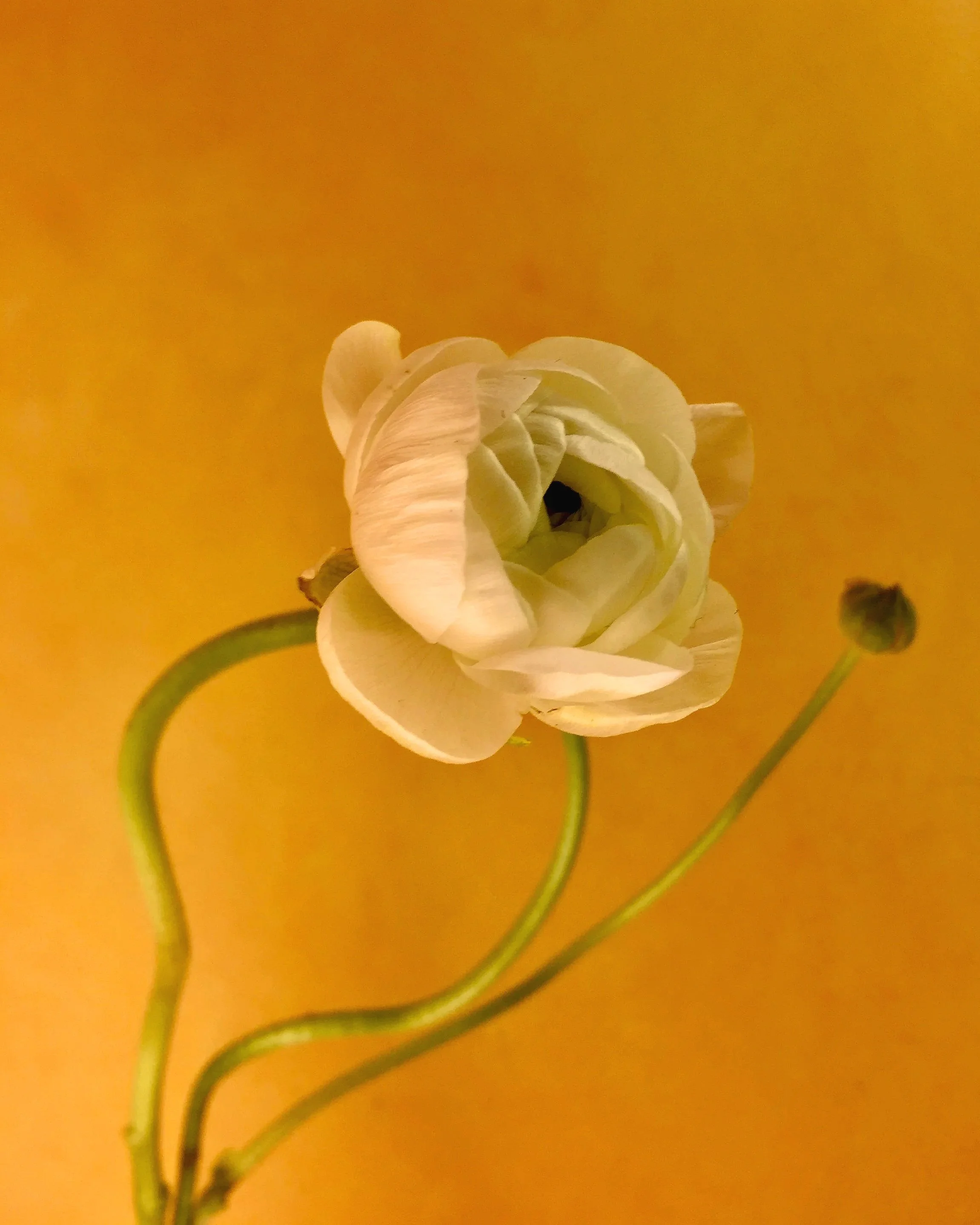 "Dance of the Buttercup" 2021
