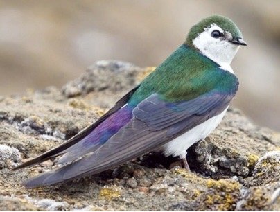 May Bird Walk