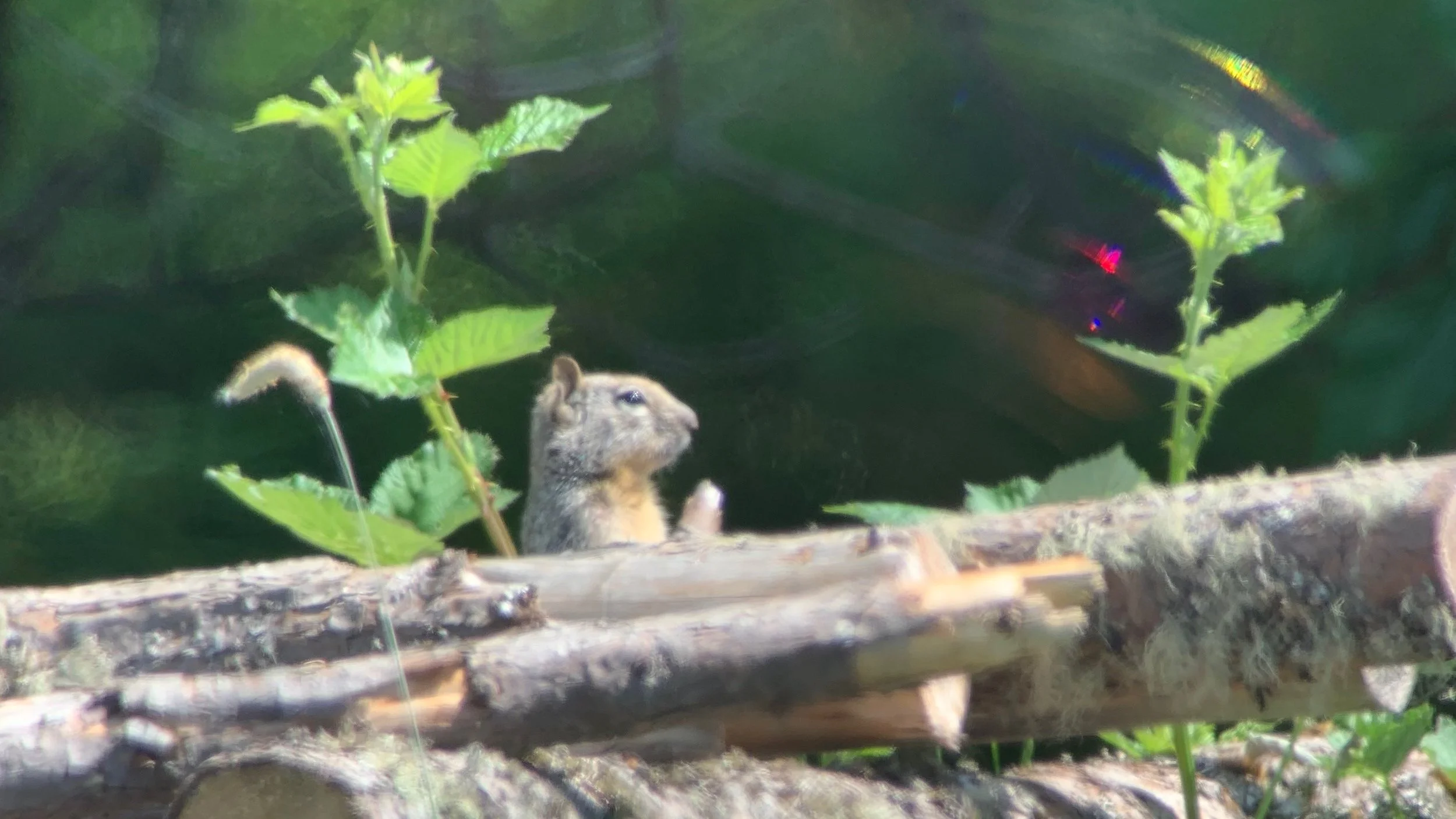 Squirrel praying