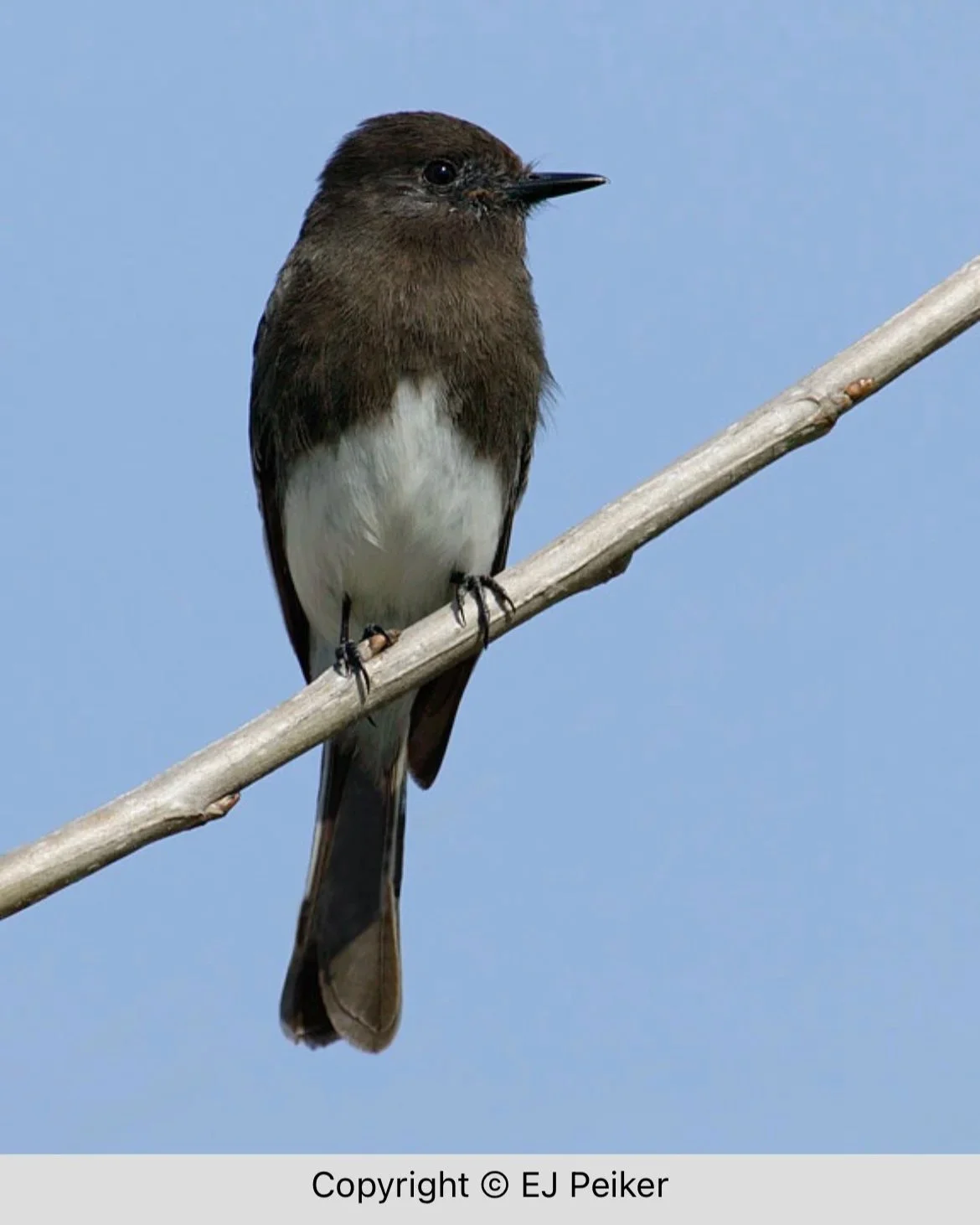 September Bird Walk