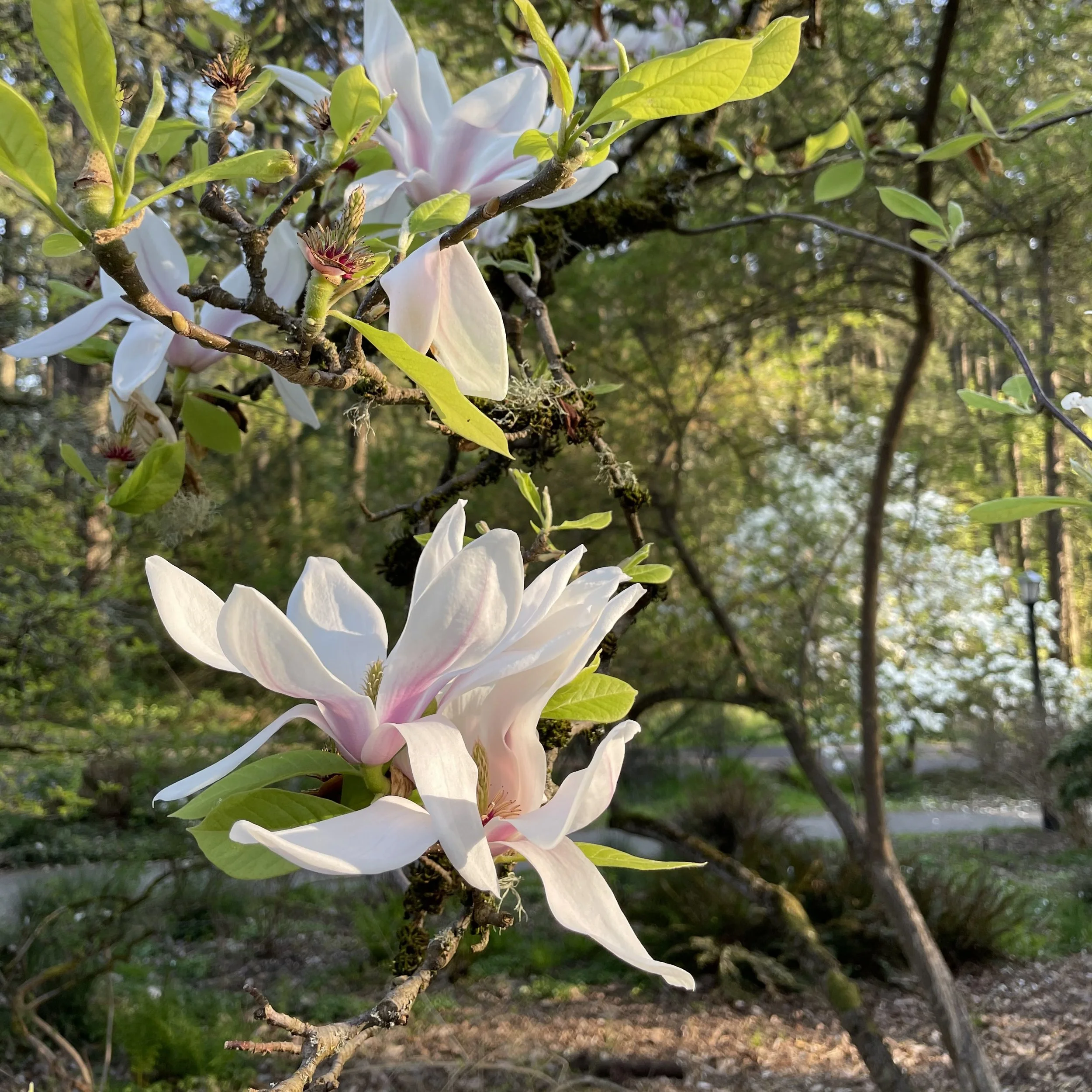 Magnolia flower