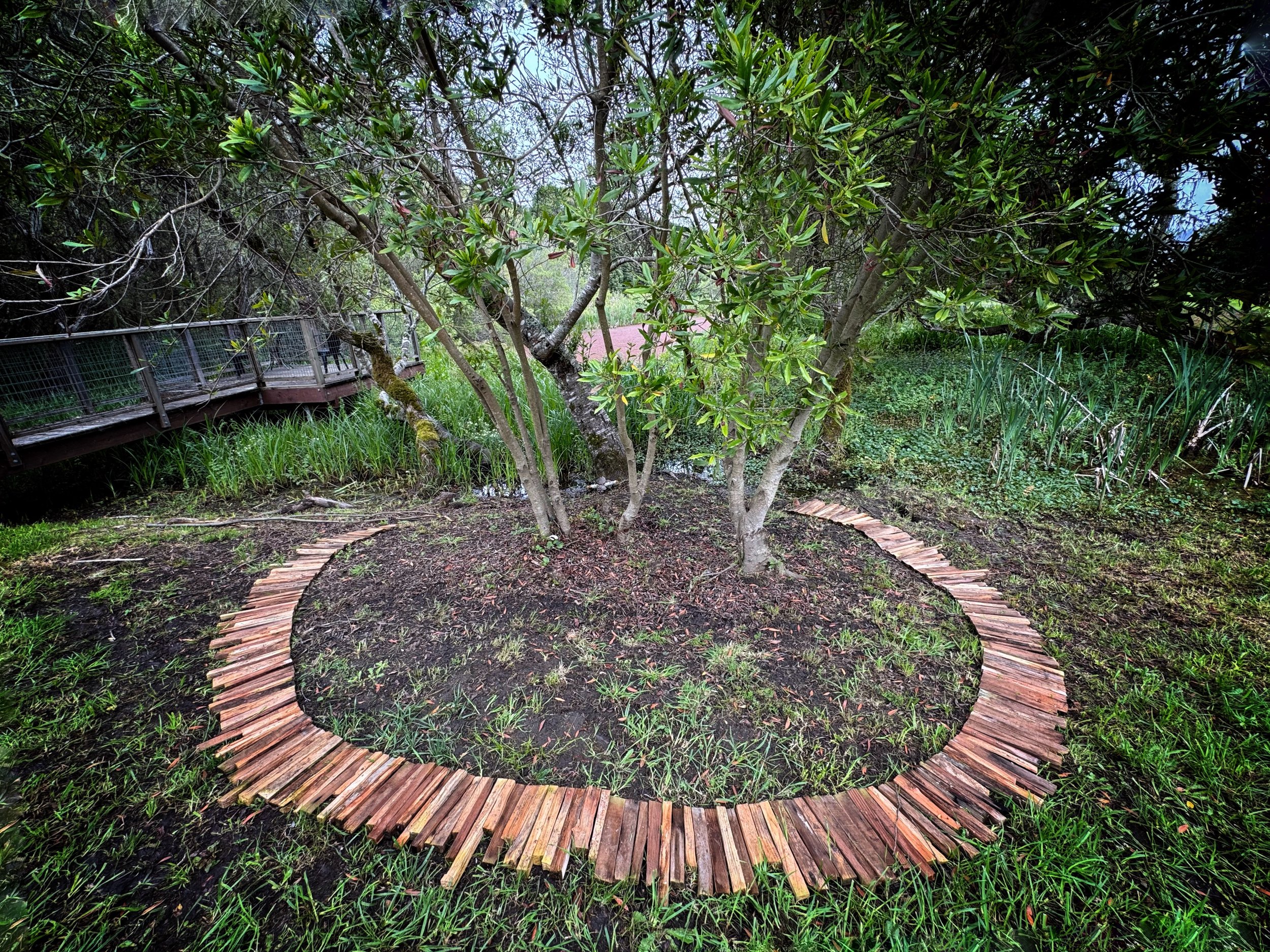 Gratitude for Bay Laurel Love
