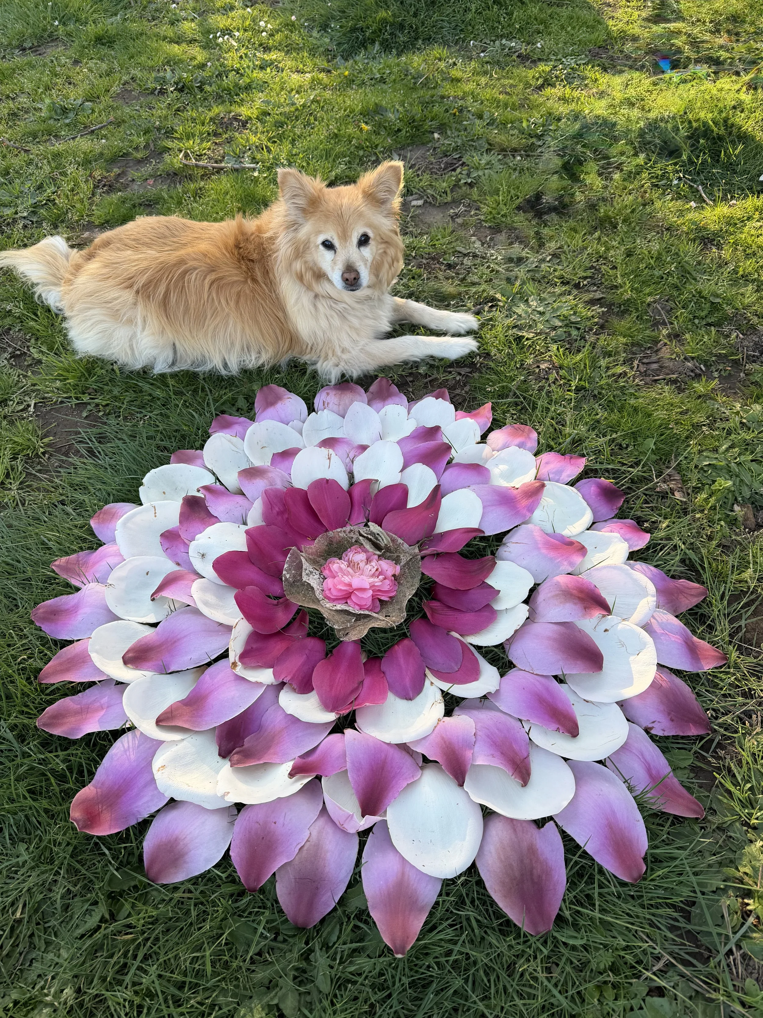 Maisie and Magnolias