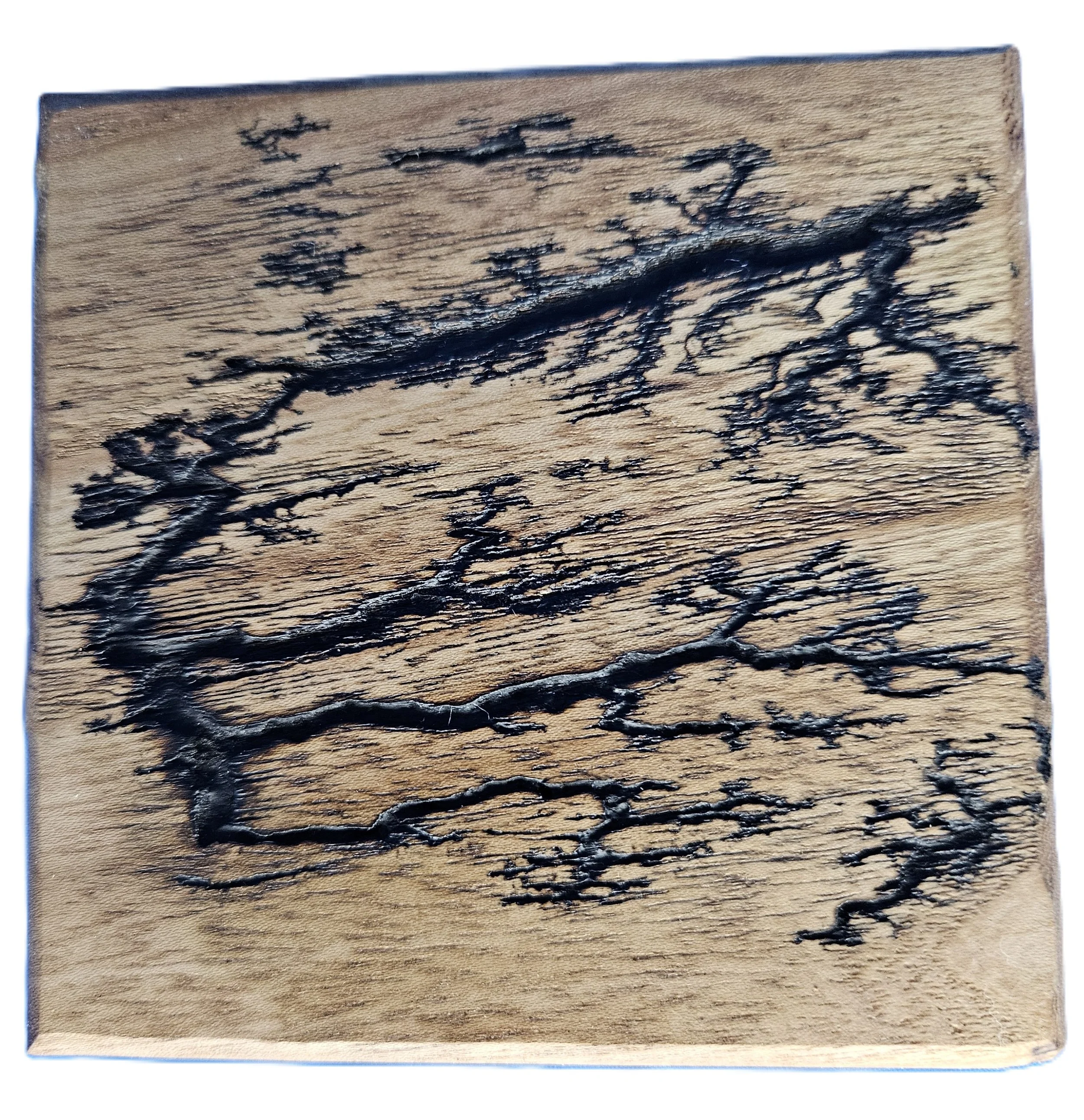 Elm coaster with lightning burns