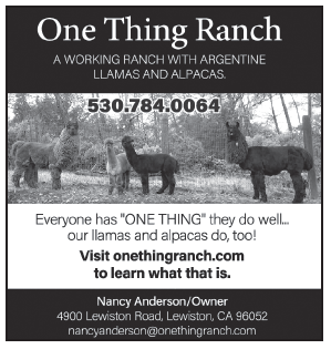 2020 Lewiston Phone Book Ads
re-create phonebook and update various ads originally created in MS Word using Adobe InDesign