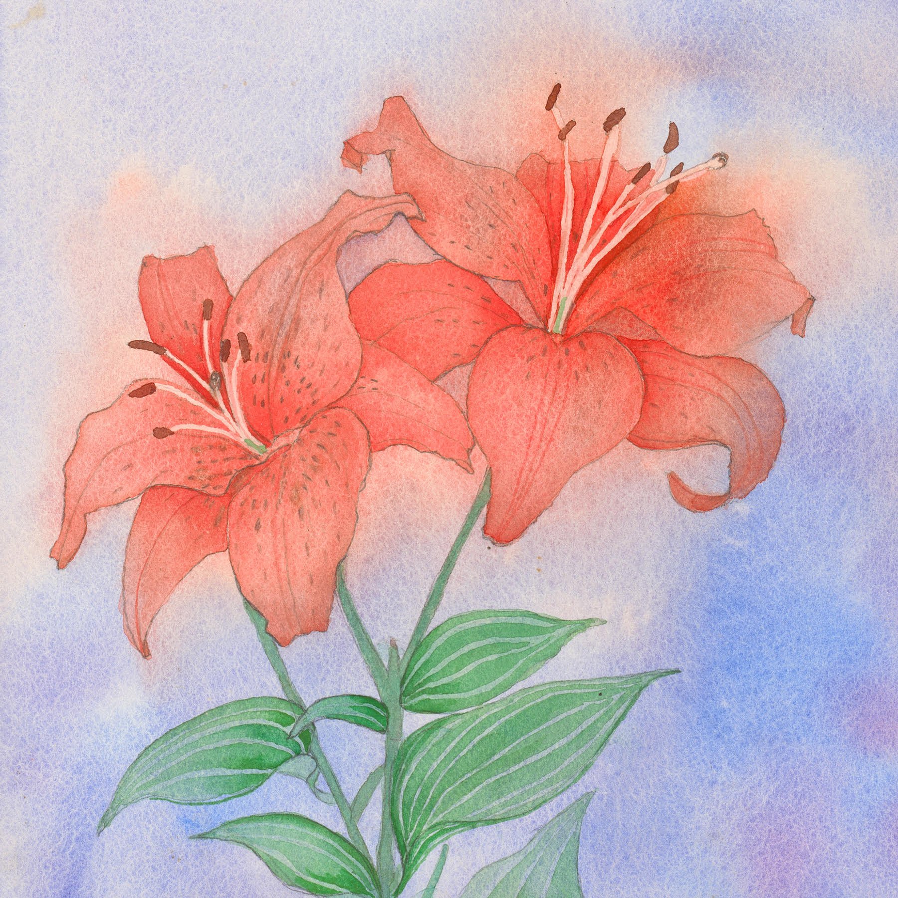 Lilies