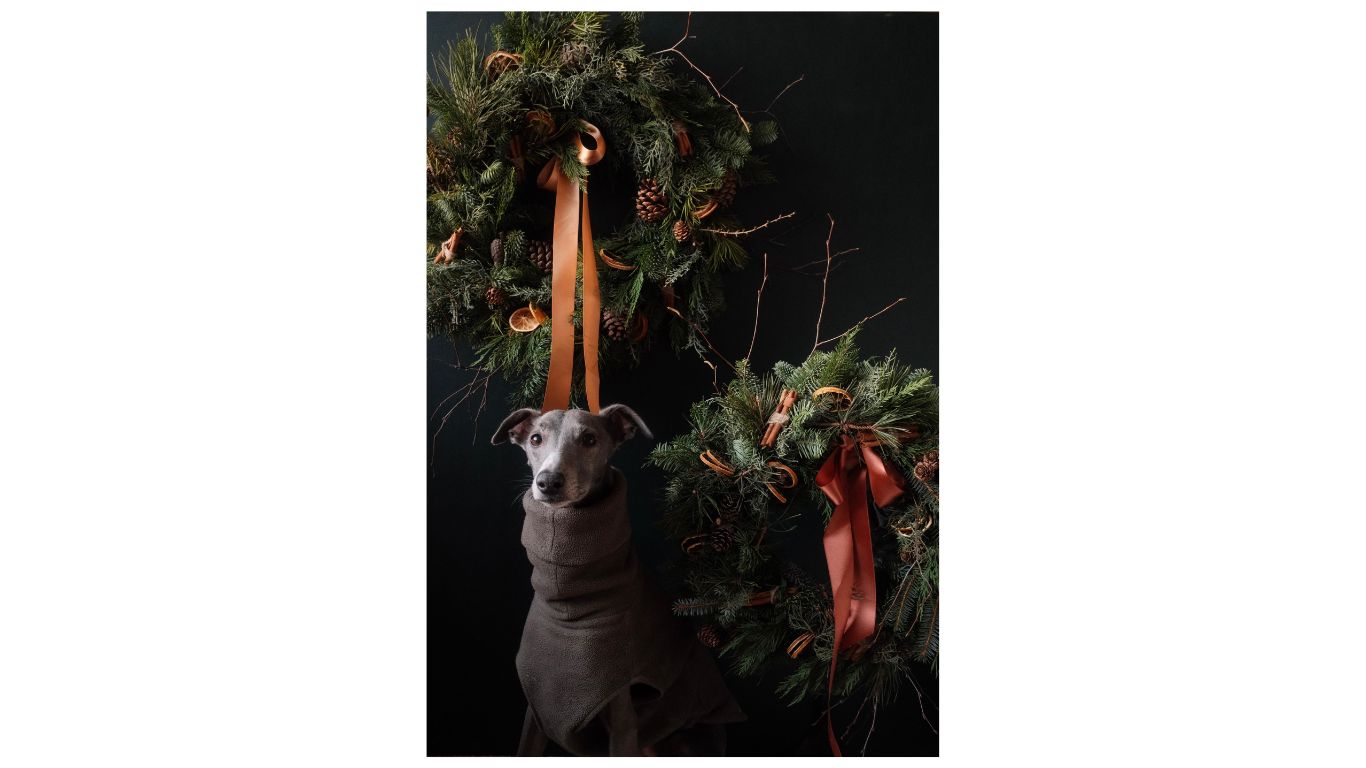 Christmas wreath and whippet dog.png