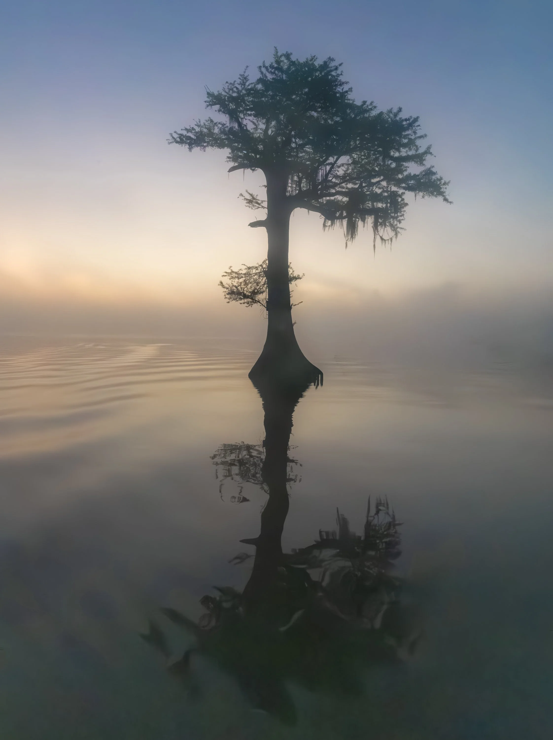  Whispering Cypress in Fog
 
 
Photographer: 
Erin Ahlfinger
 
 
Price: $350
 
18” x 24” 