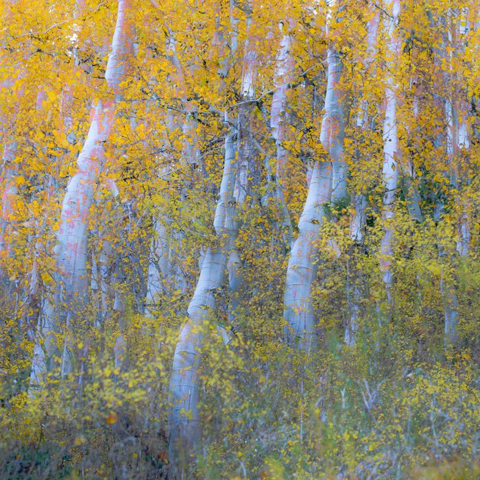  Dancing Aspens 1
 
 
Artist: 
Rio Montero
 
 
Price: $280
 
12" x 12"