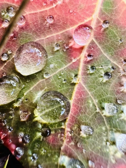  Fire Leaf #2
 
 
Artist: 
Alison Cooper
 
 
Price: $150
 
11" x 8"