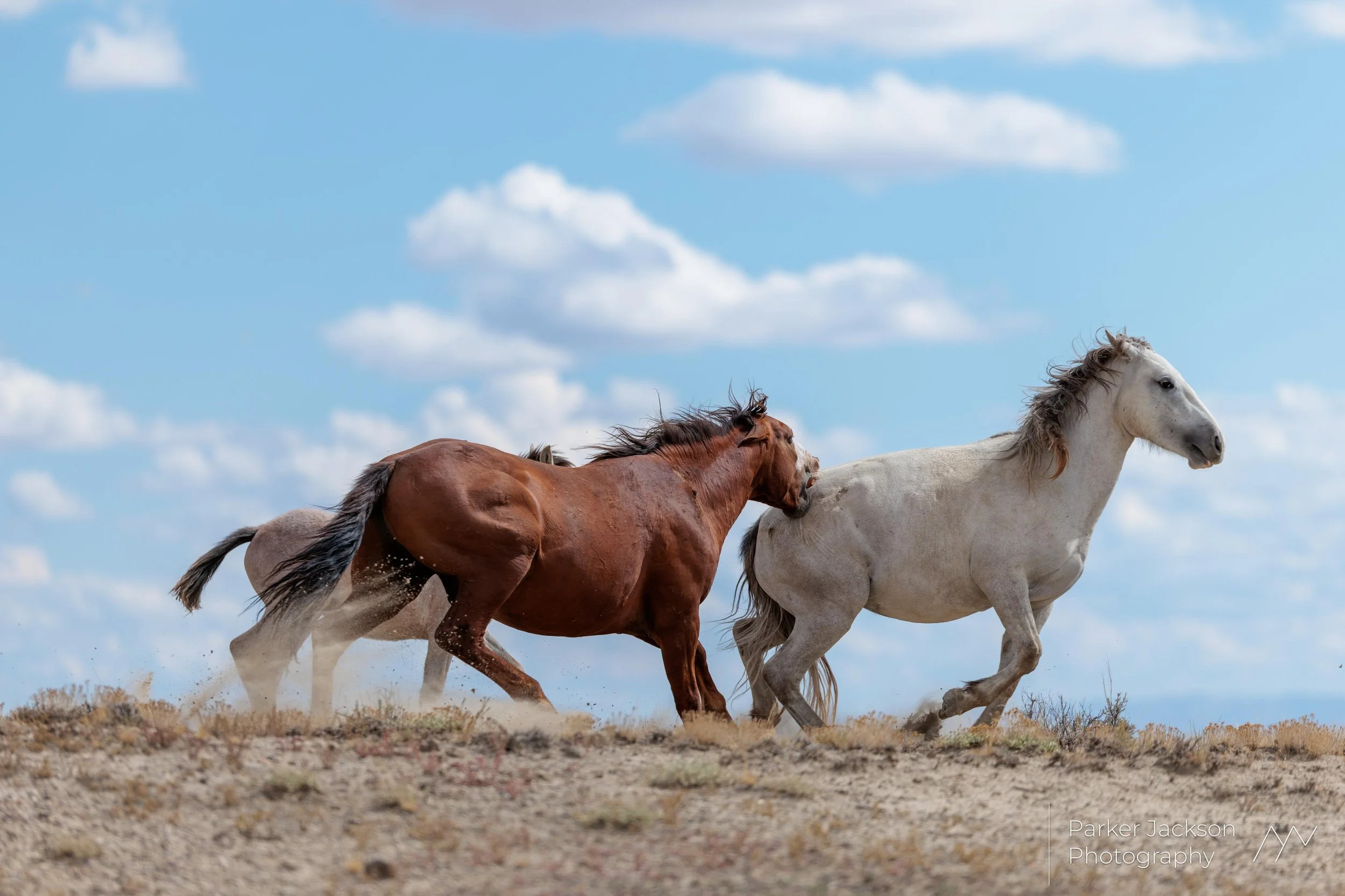  
"Biter Fighter No 2"
 
 
Artist: 
Parker Jackson
 
 
Price: $800
 
27" x 19"