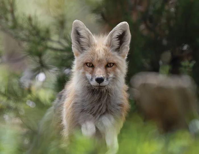 KMA Fox in the Pines - Samantha Baughman.jpg