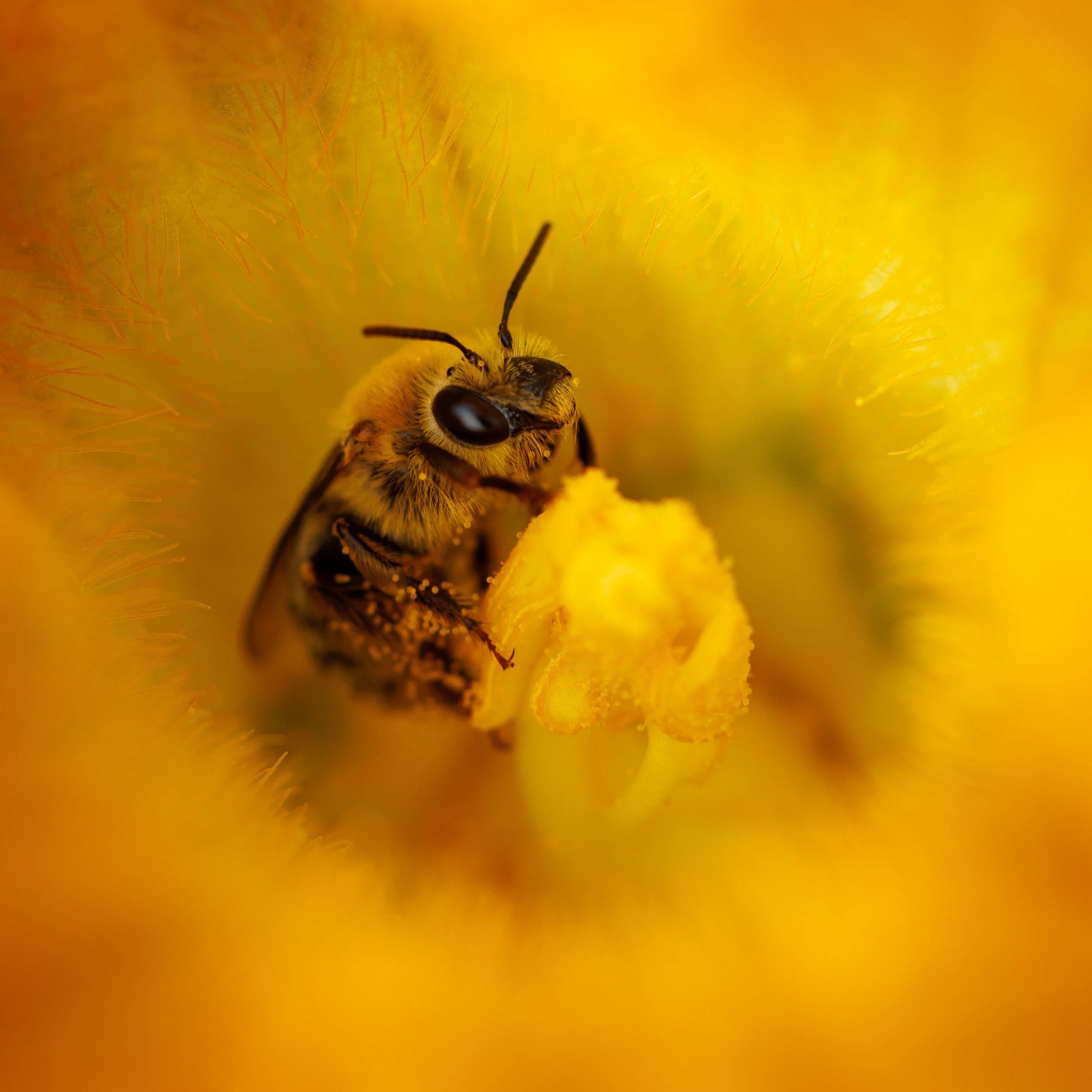  Portrait of a Squash Bee
 
 
Photographer: 
Joy Lindholm
 
 
Price: $199
 
14" x 14"