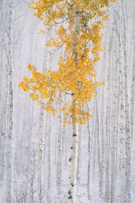  Lone Holdout
 
 
Artist: 
Matt Payne
 
 
Price: $575
 
30" x 20"