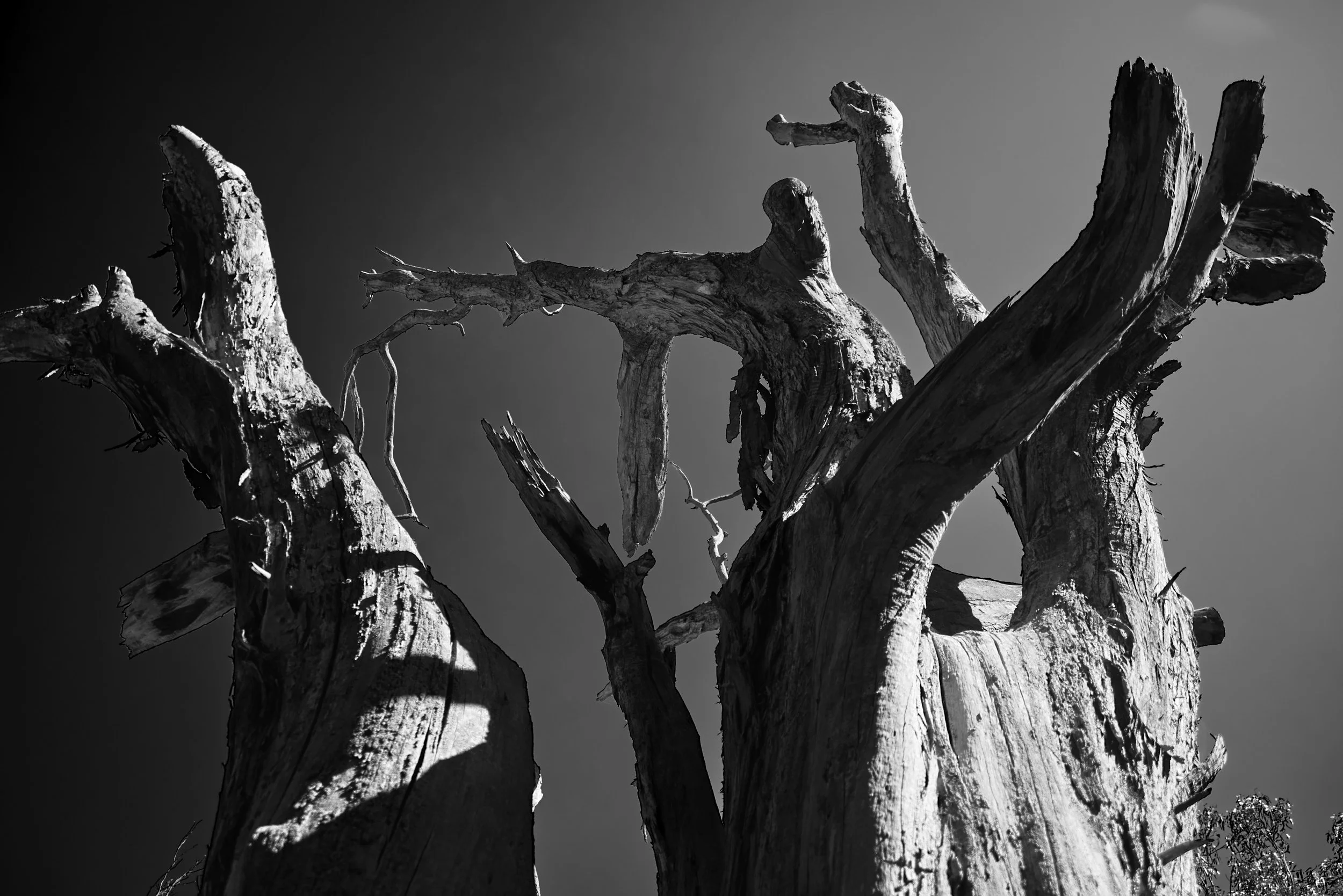  Old Age Suits You
 
 
Photographer: 
Kyle Durlam
 
 
Price: $185
 
17" x 21"