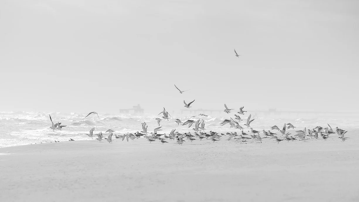  Clear for Take Off
 
 
Photographer: 
Barbara Maisonville
 
 
Price: $625