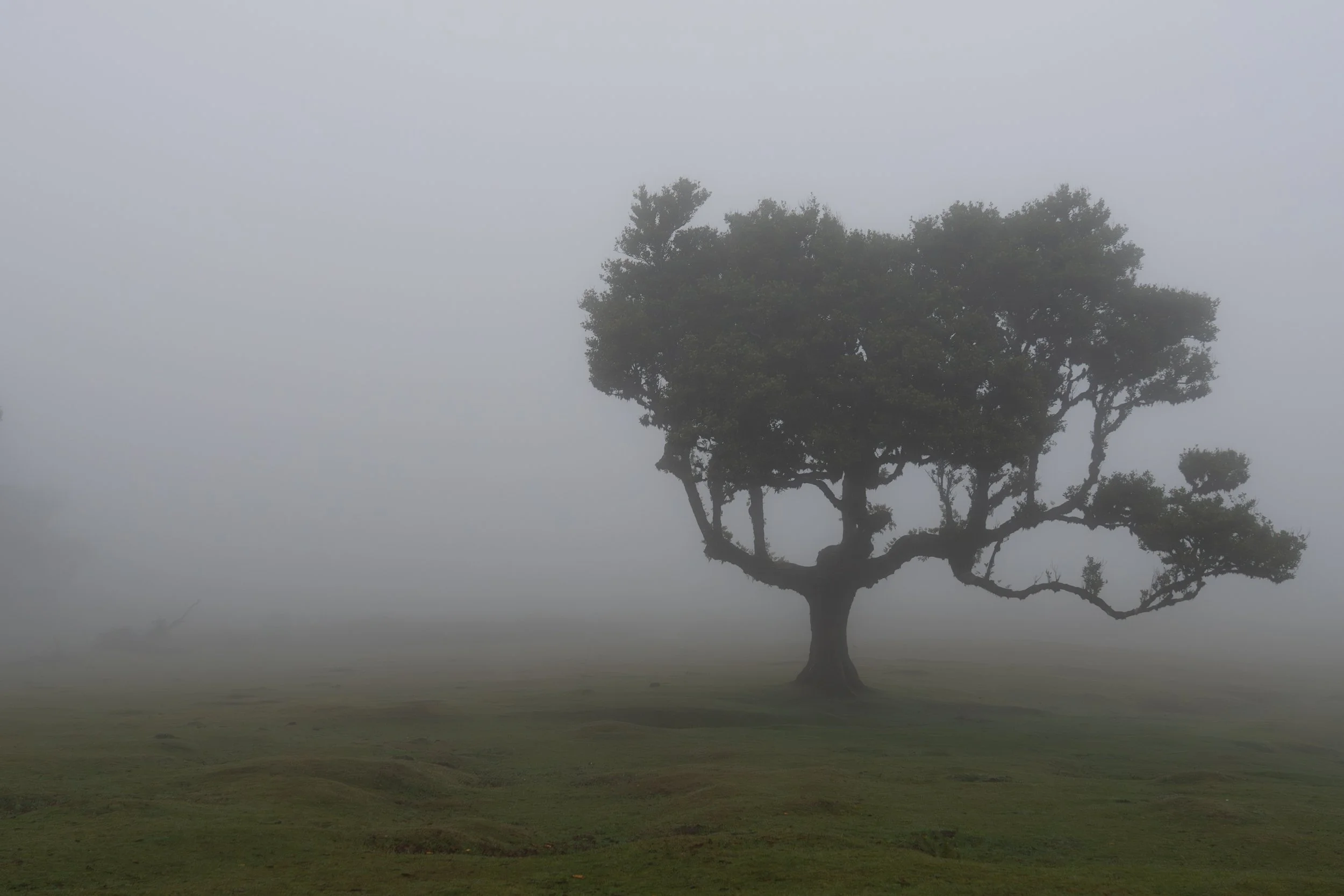  Isolated 
 
 
Photographer: 
Kevin McCulloch 
 
 
Price: $225
 
25" x 17"