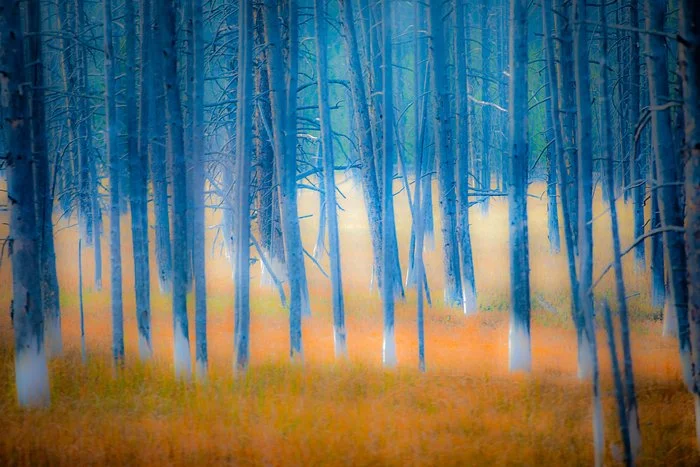  Fall Dance
 
 
Artist: 
Teri Miller
 
 
Price: $575
 
20" x 30"