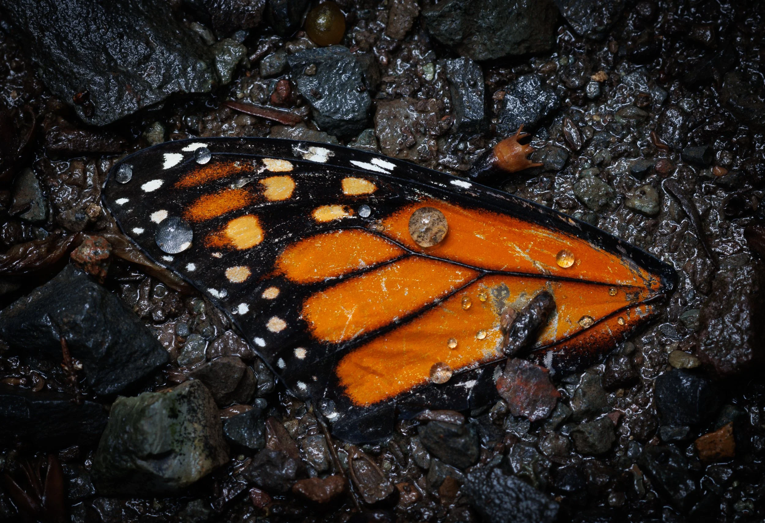  Finding Beauty in Loss 
 
 
Photographer: 
Joy Lindholm 
 
 
Price: $279
 
23" x 19"