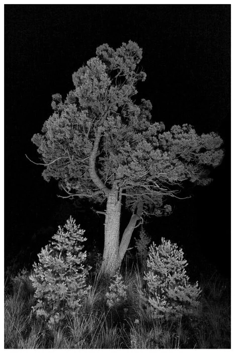  Bristlecone
 
 
Artist: 
Darren Henkel
 
 
Price: $140
 
35" x 24"