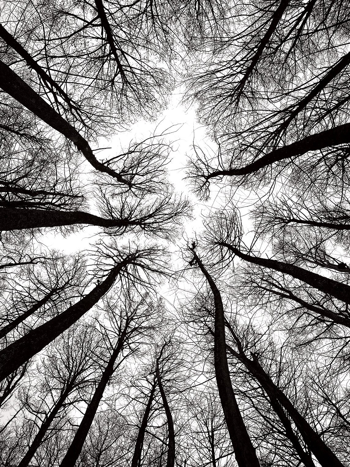  Witches Fingers
 
 
Photographer: 
Barbara Maisonville
 
 
Price: $650