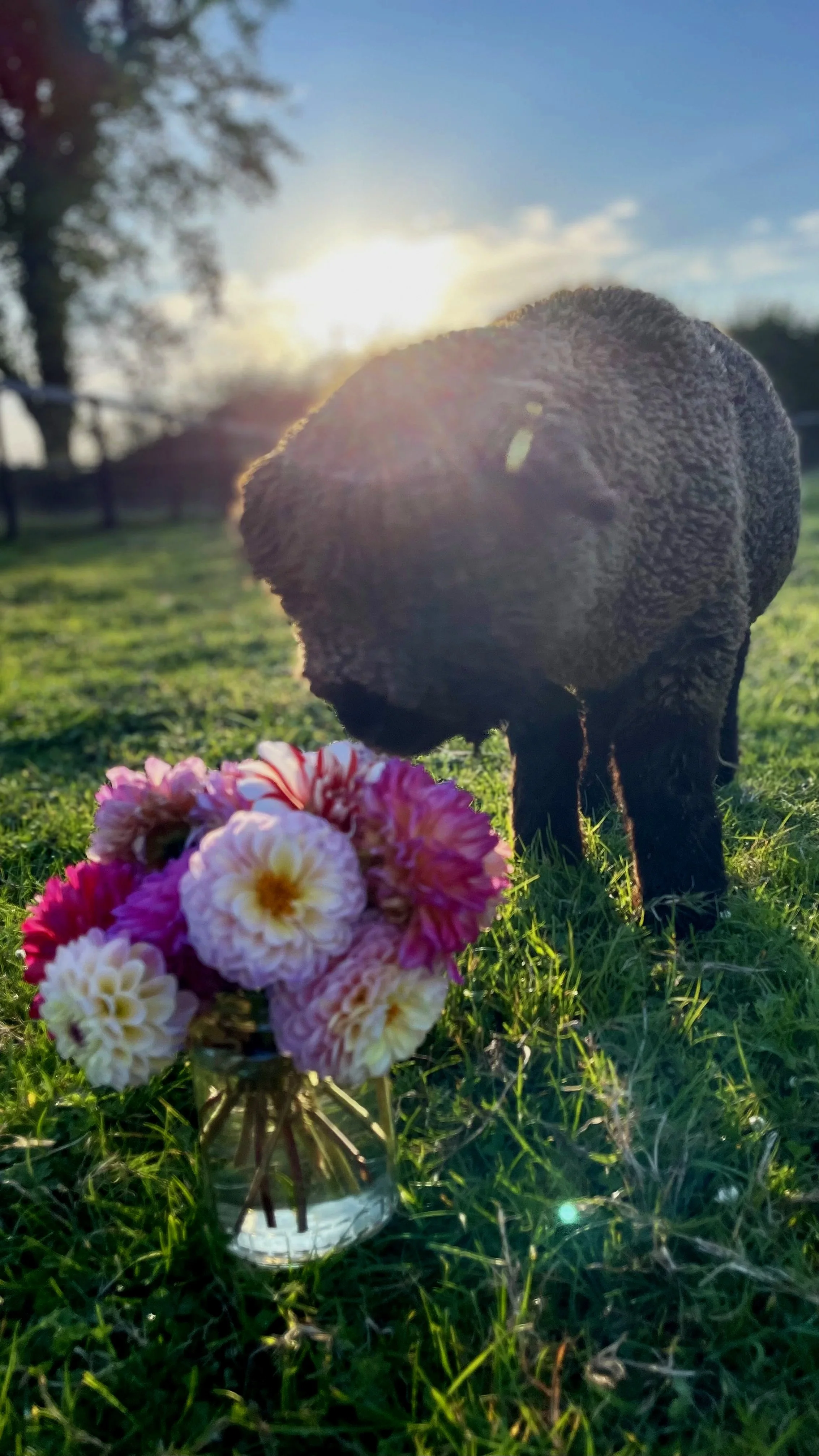 Working Outside with Animals is Good for your Body and Mind,