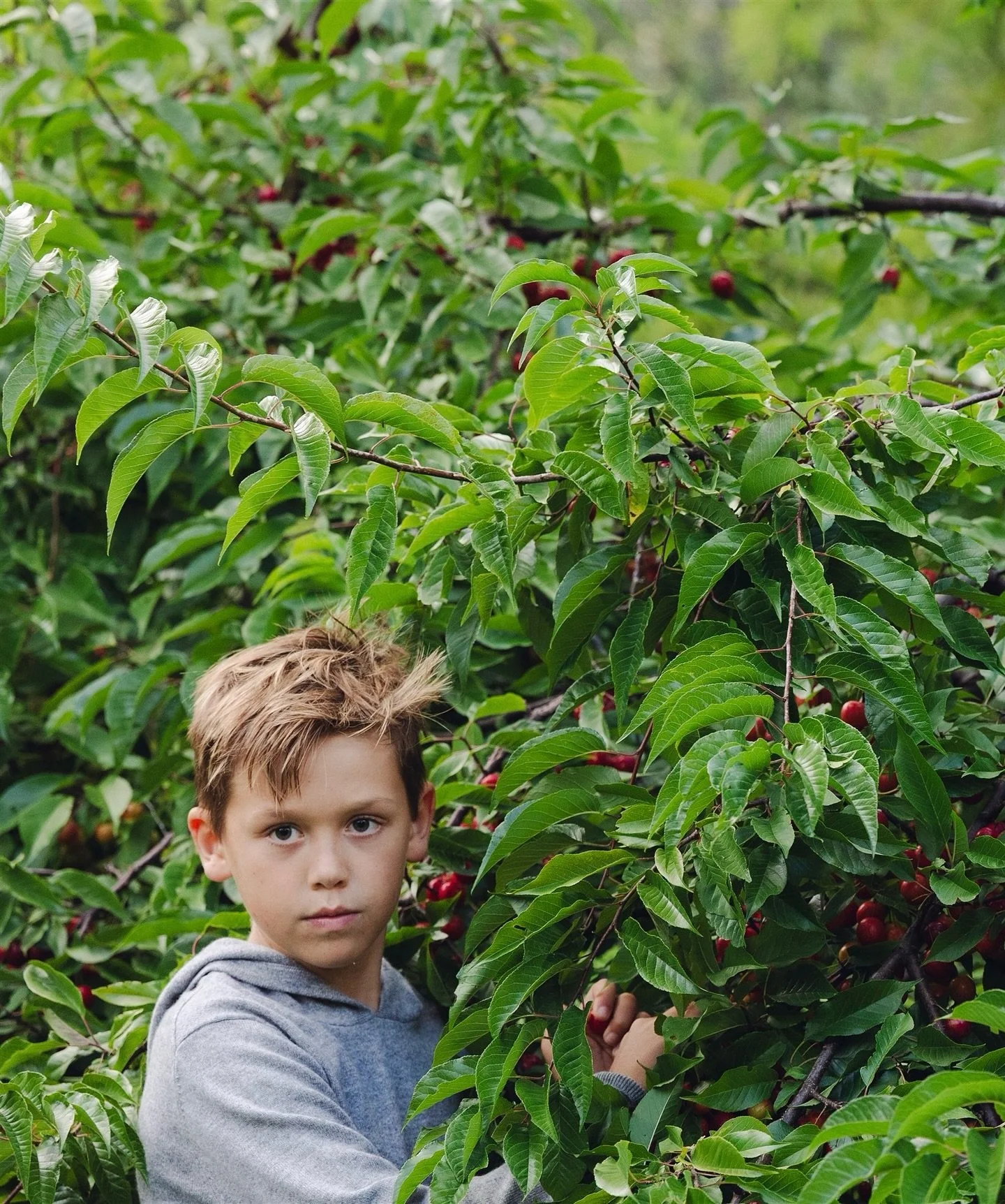 A changing of the seasons 🍒

Family photos for @lana_del_kly and Peter 📸 so grateful for the families that let me document them over the years 🤍

#chicagofamilyphotographer #chicagofamilyphotography #lifestylephotographer #lifestylephotography #fa