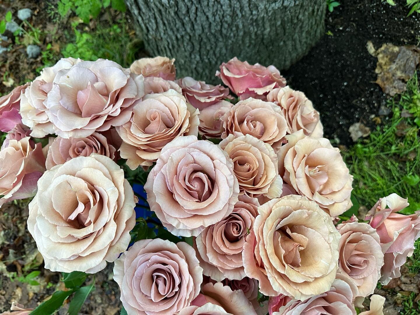 No filter! These roses are crazy gorgeous and I only have them available today and tomorrow. They are HALF price! Mauve roses for Mom sounds about right. 
Order RIGHT NOW and get a jump on Mother&rsquo;s Day! 

Petit-30.00
Mili-40.00
Grande-60.00

Th