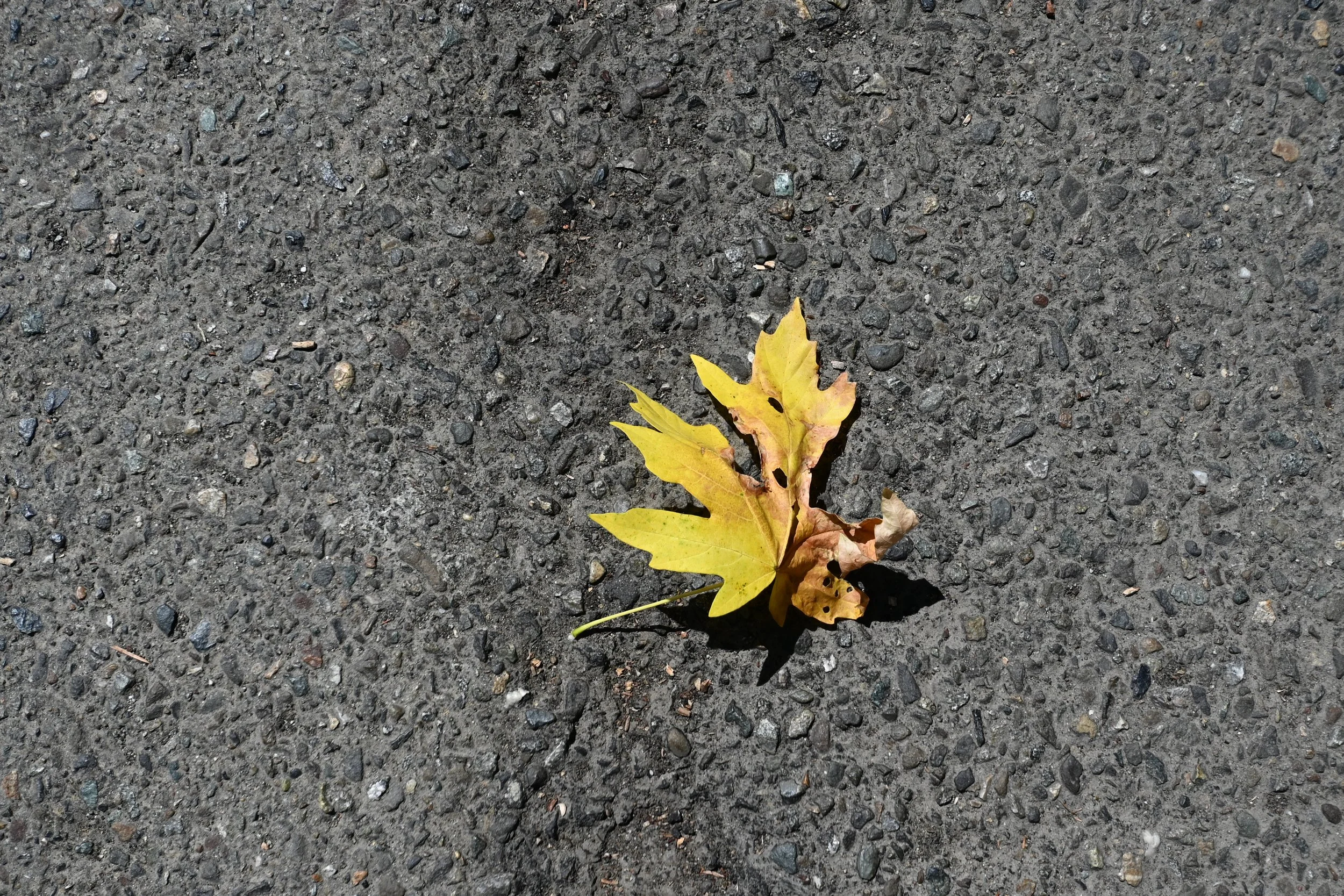 DSC_9229 - Copy.JPG