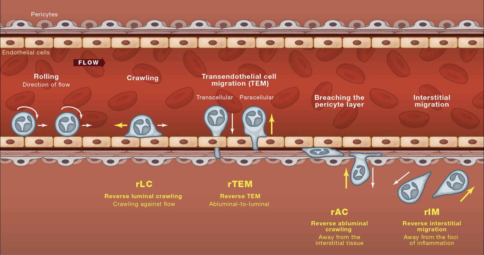 Screenshot 2024-11-27 at 10.54.14 PM.png